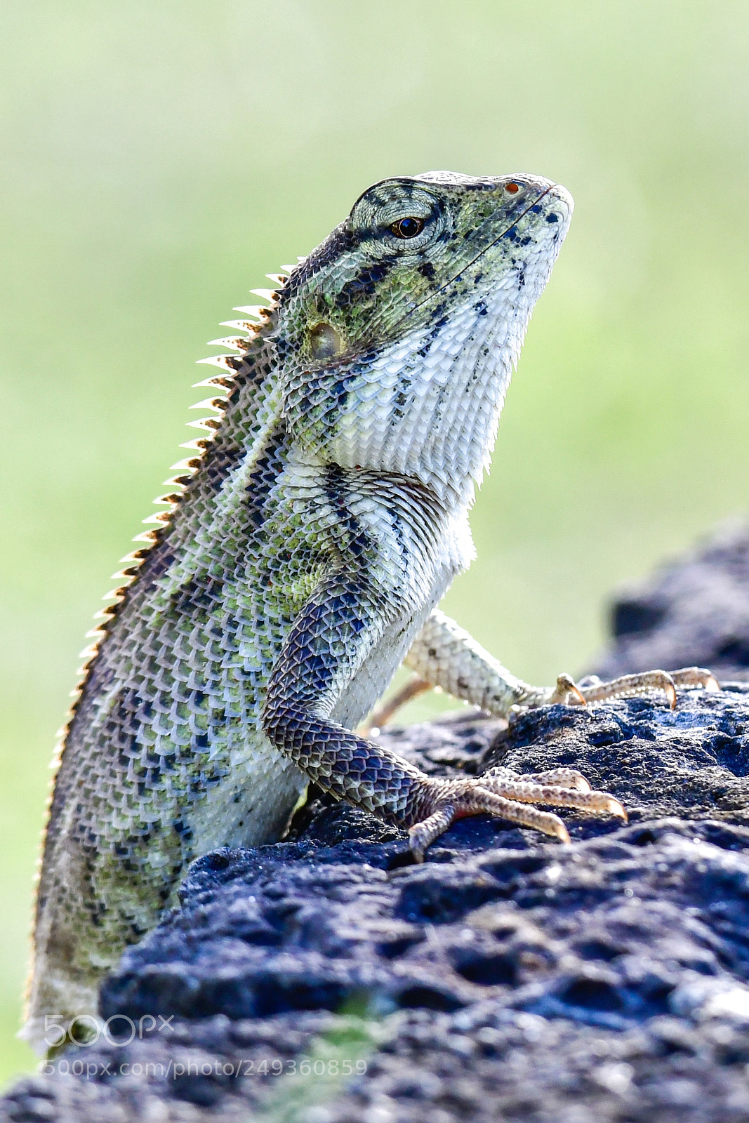 Nikon D500 sample photo. Untitled photography
