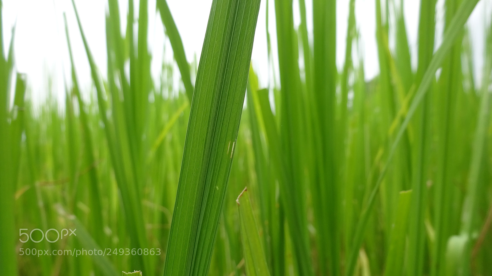 Sony Cyber-shot DSC-WX350 sample photo. Grass photography