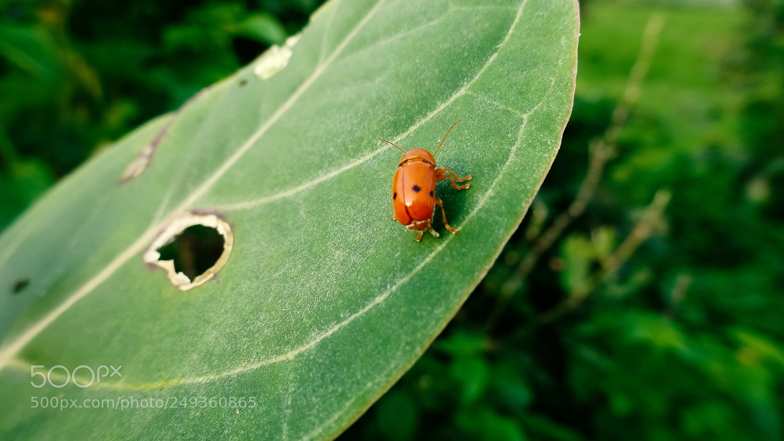 Sony Cyber-shot DSC-WX350 sample photo. Plant bug photography