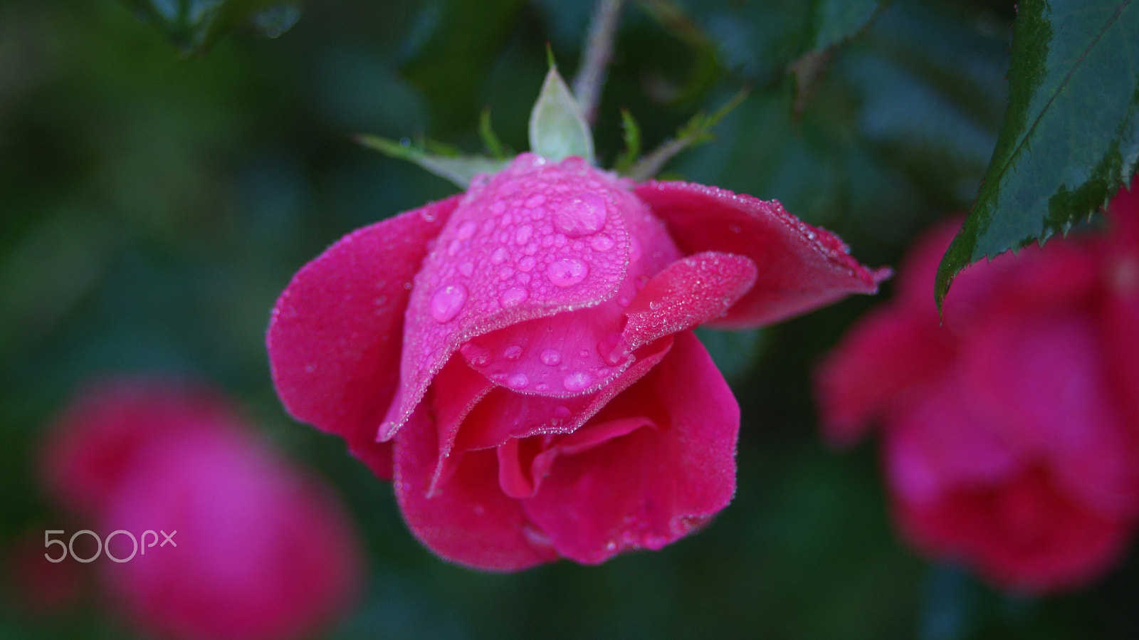 35-70mm F4 sample photo. Beaded beauty photography