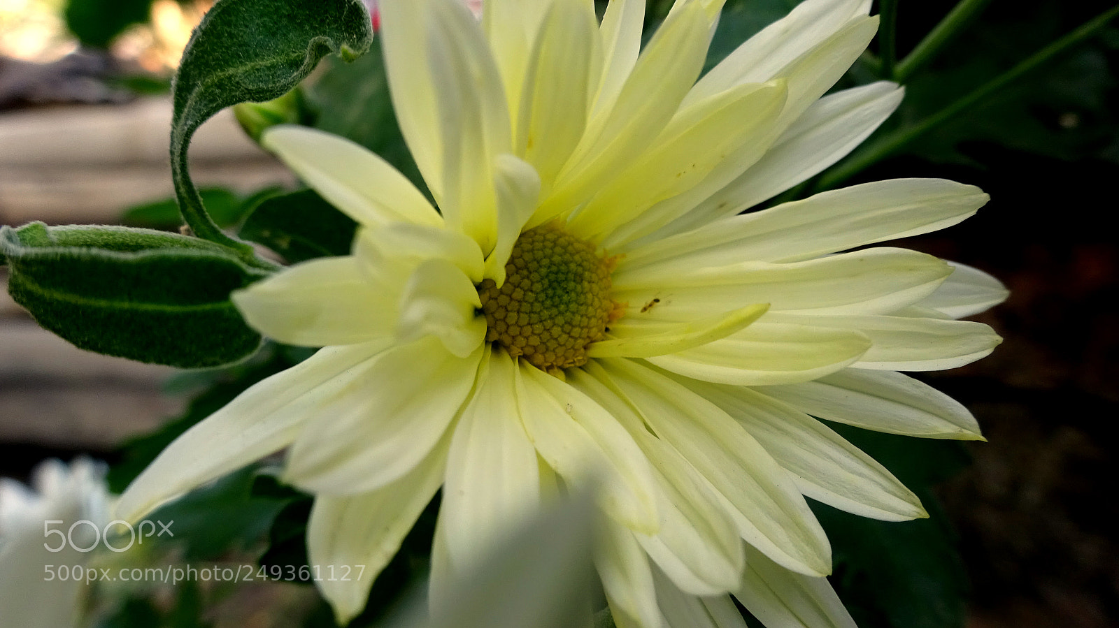 Sony Cyber-shot DSC-WX350 sample photo. Flower photography