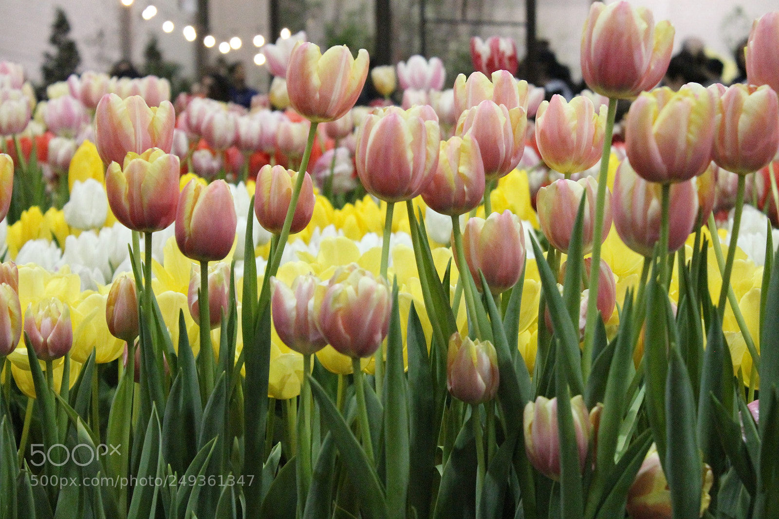 Canon EOS 1100D (EOS Rebel T3 / EOS Kiss X50) sample photo. Tulips photography