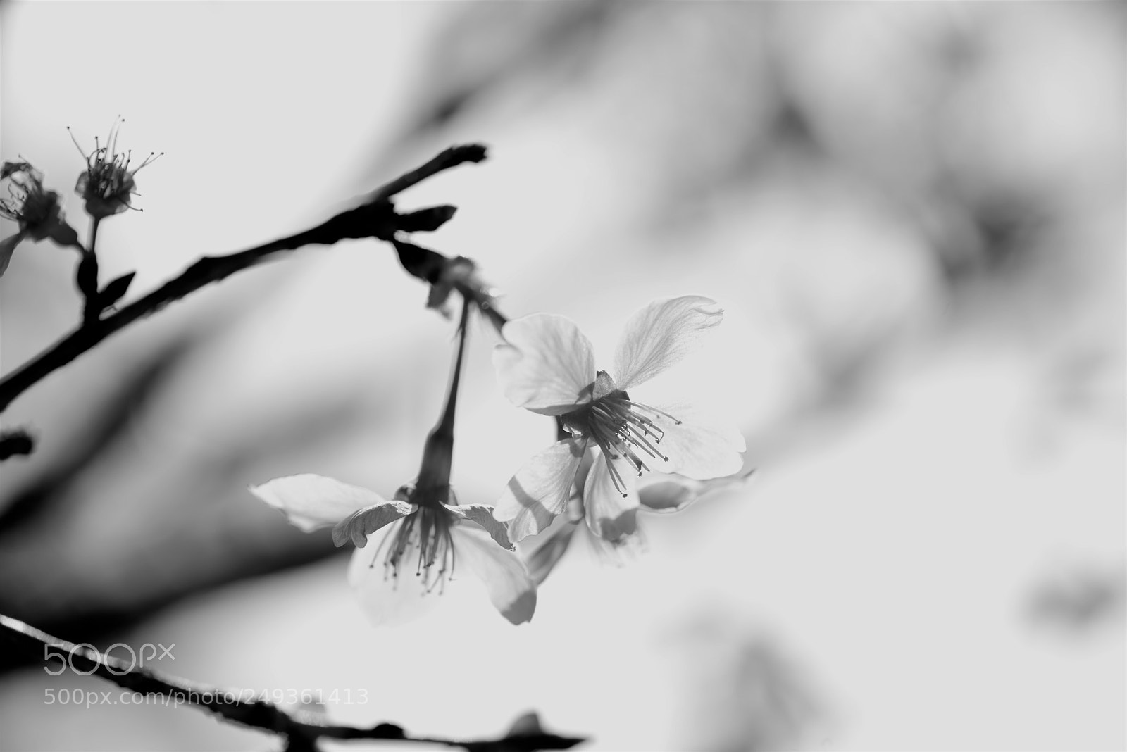 Nikon D800E sample photo. Spring is coming…. photography