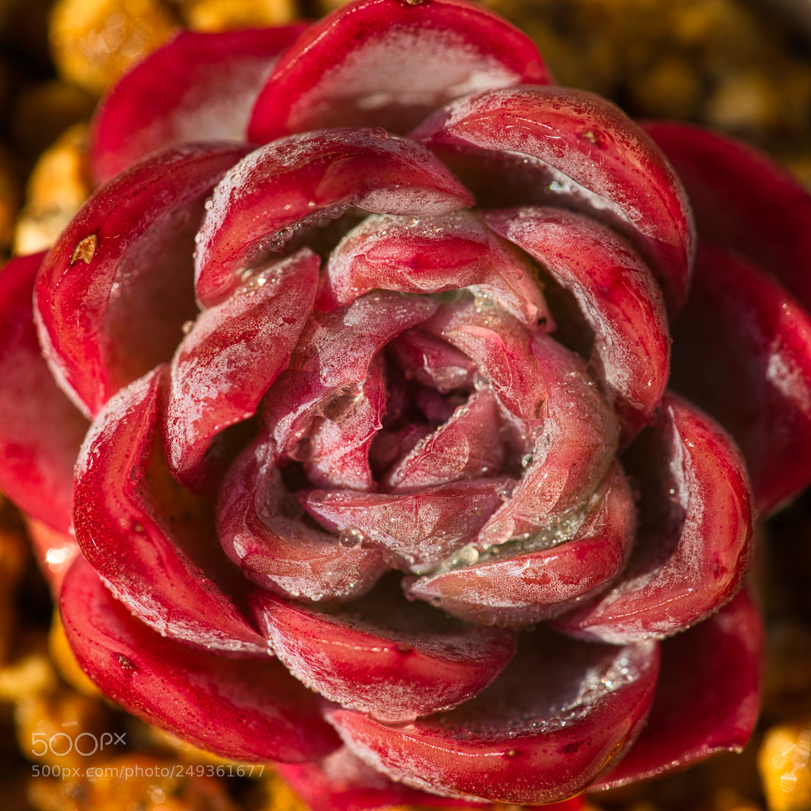 Sony a7R III sample photo. Pink succulent photography