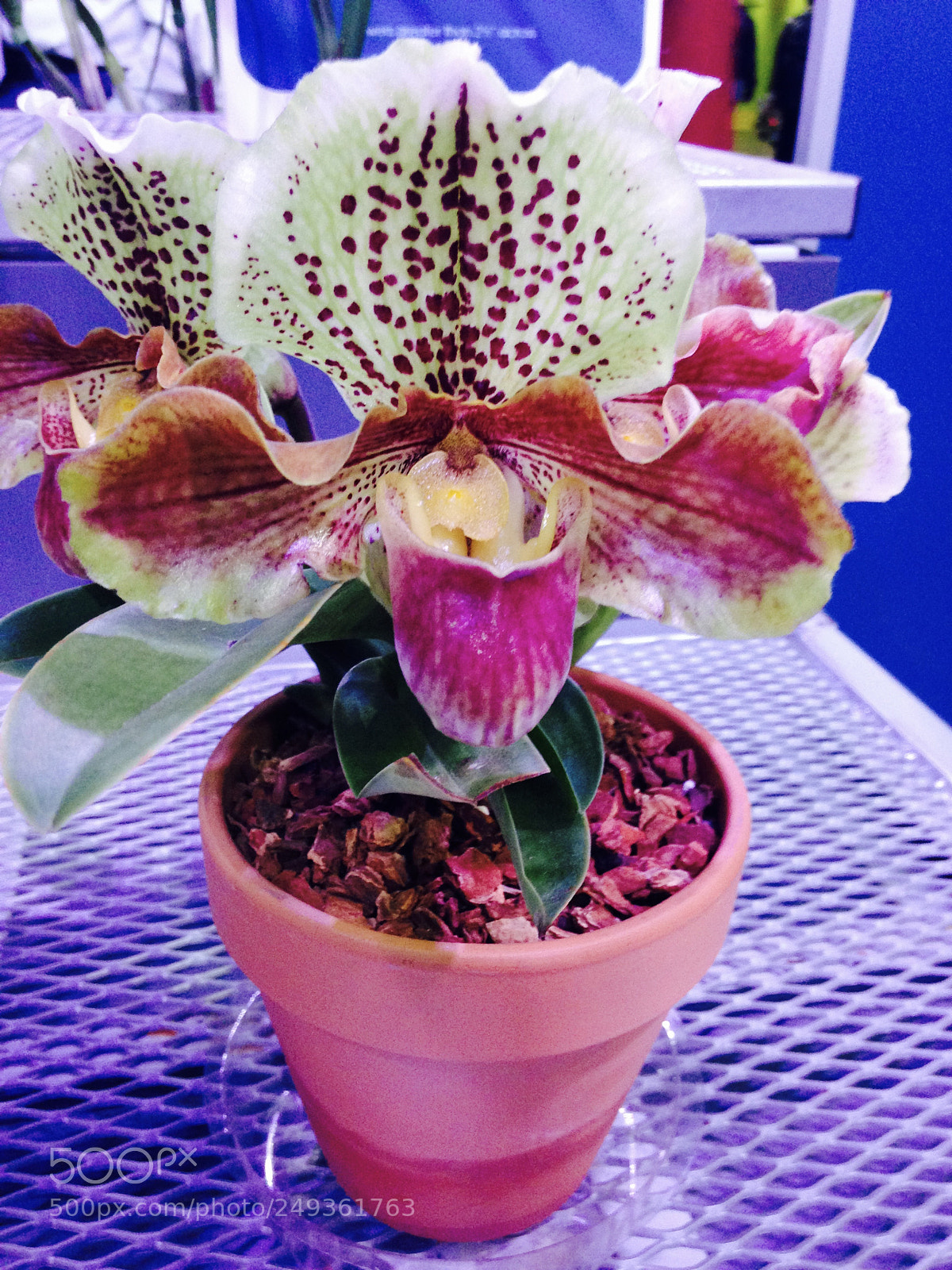 Apple iPhone 5c sample photo. Untitled photography