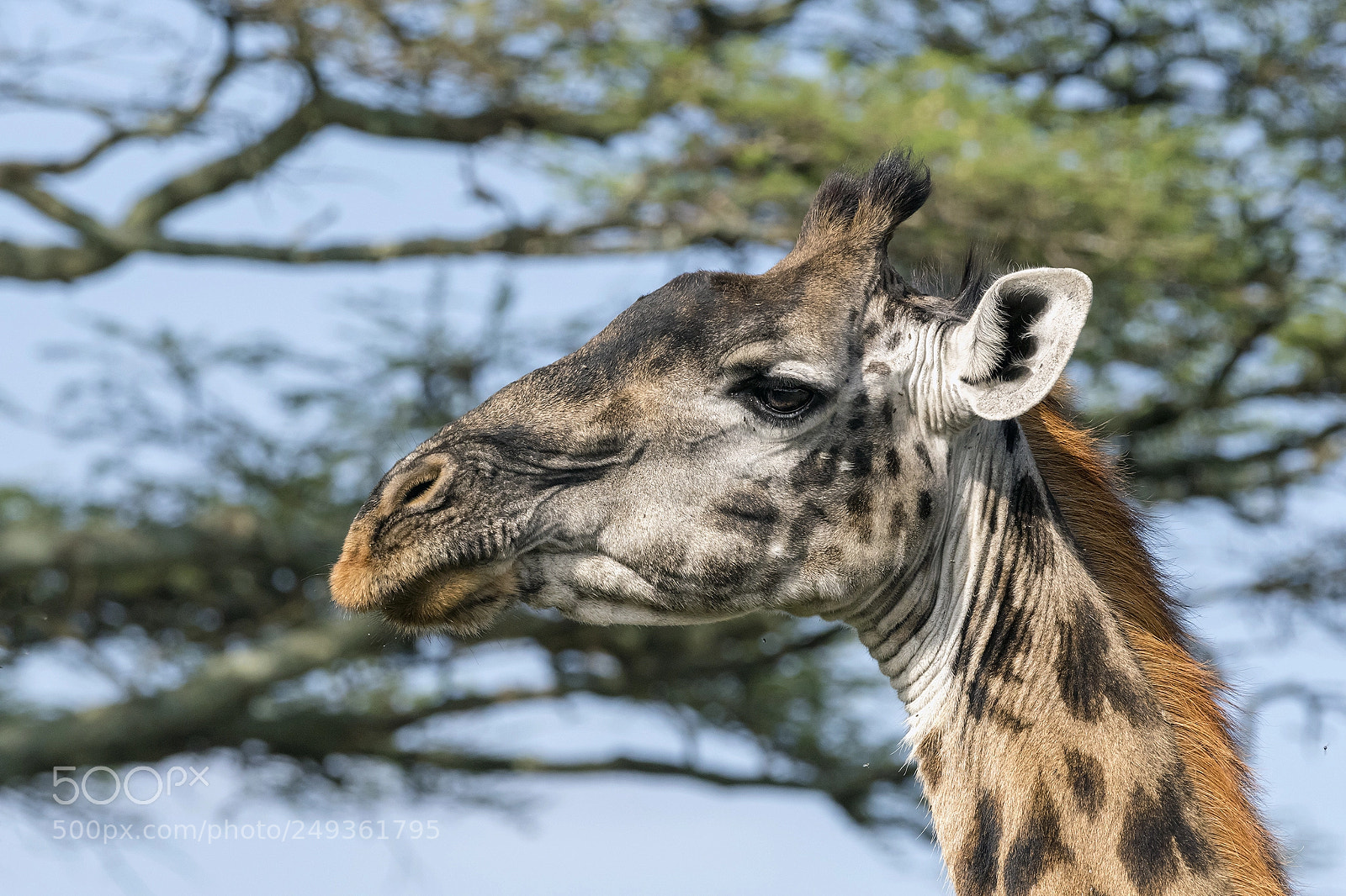Nikon D810 sample photo. Portrait of a giraffe photography