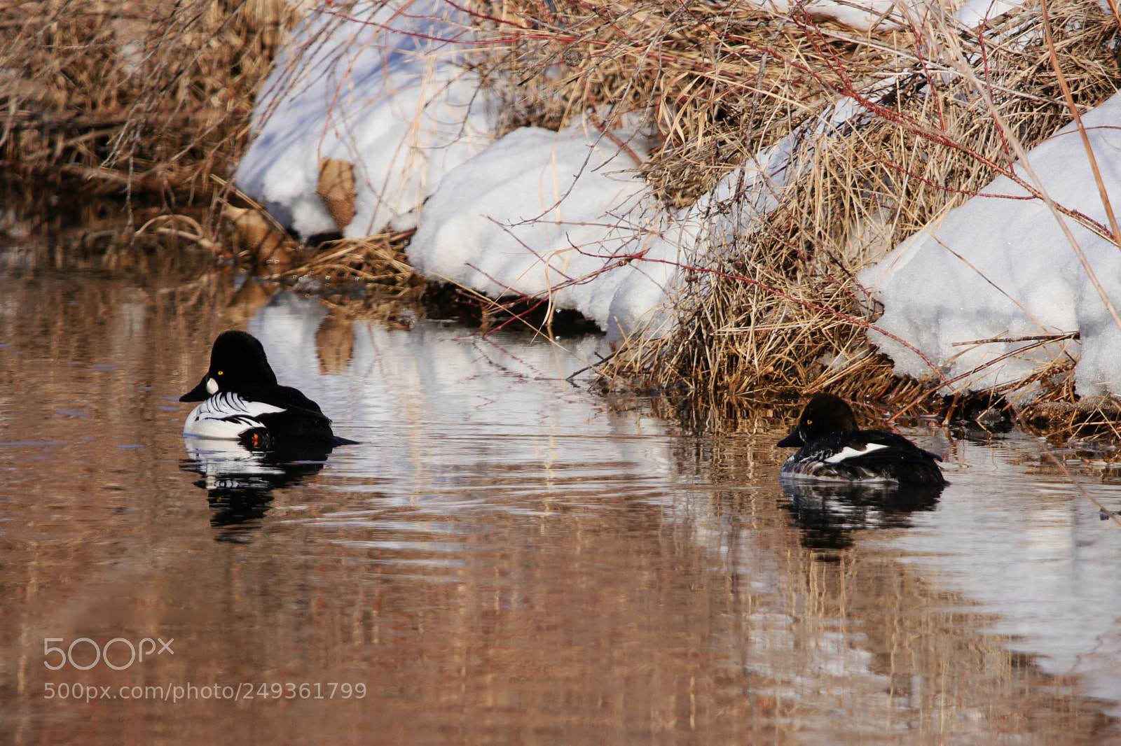 Canon EOS 80D sample photo. The goldeneyes photography