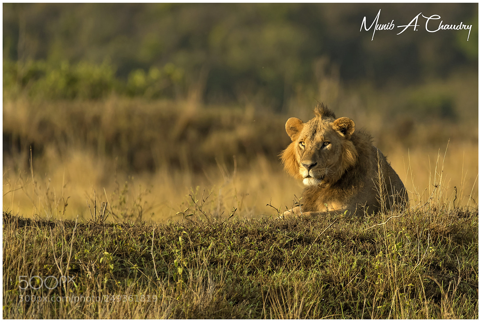 Canon EOS-1D X Mark II sample photo. Prince lewa of nnp! photography