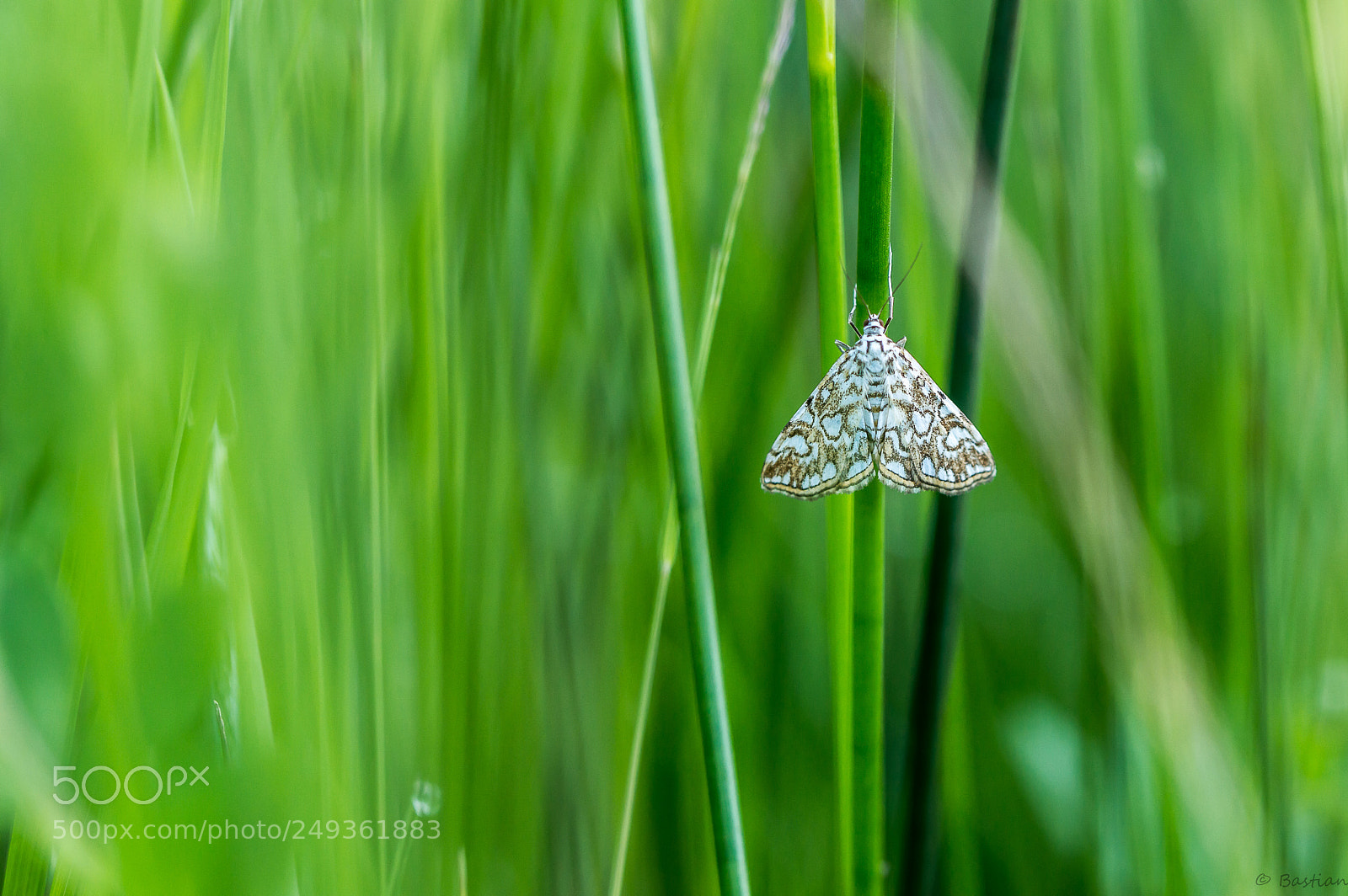 Nikon D3200 sample photo. Moth photography