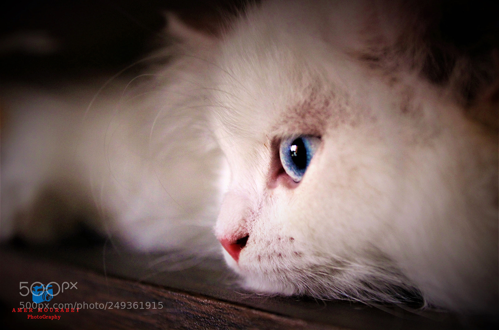 Canon EOS 600D (Rebel EOS T3i / EOS Kiss X5) sample photo. Babi photography