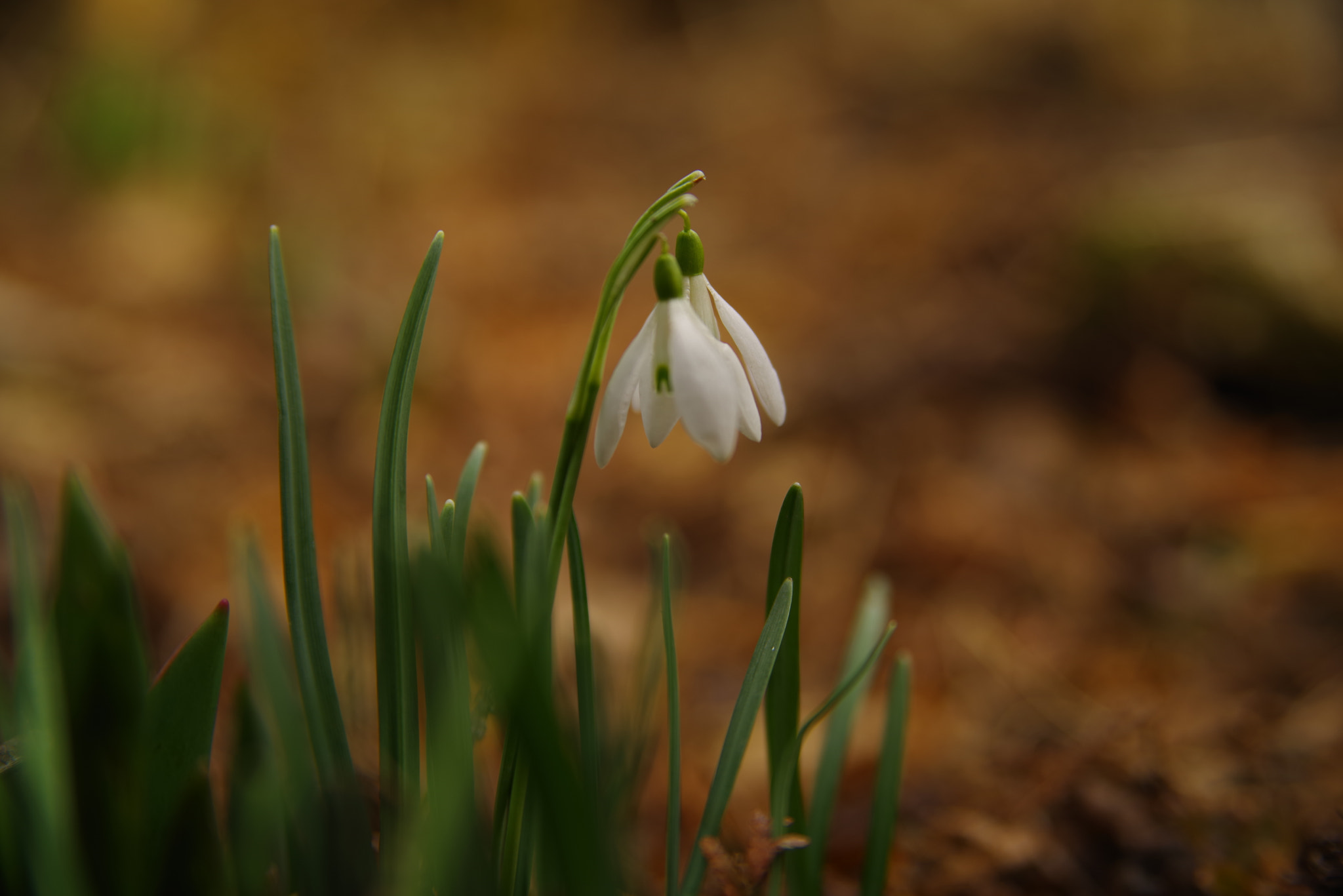 Pentax K-1 sample photo. Springtime photography