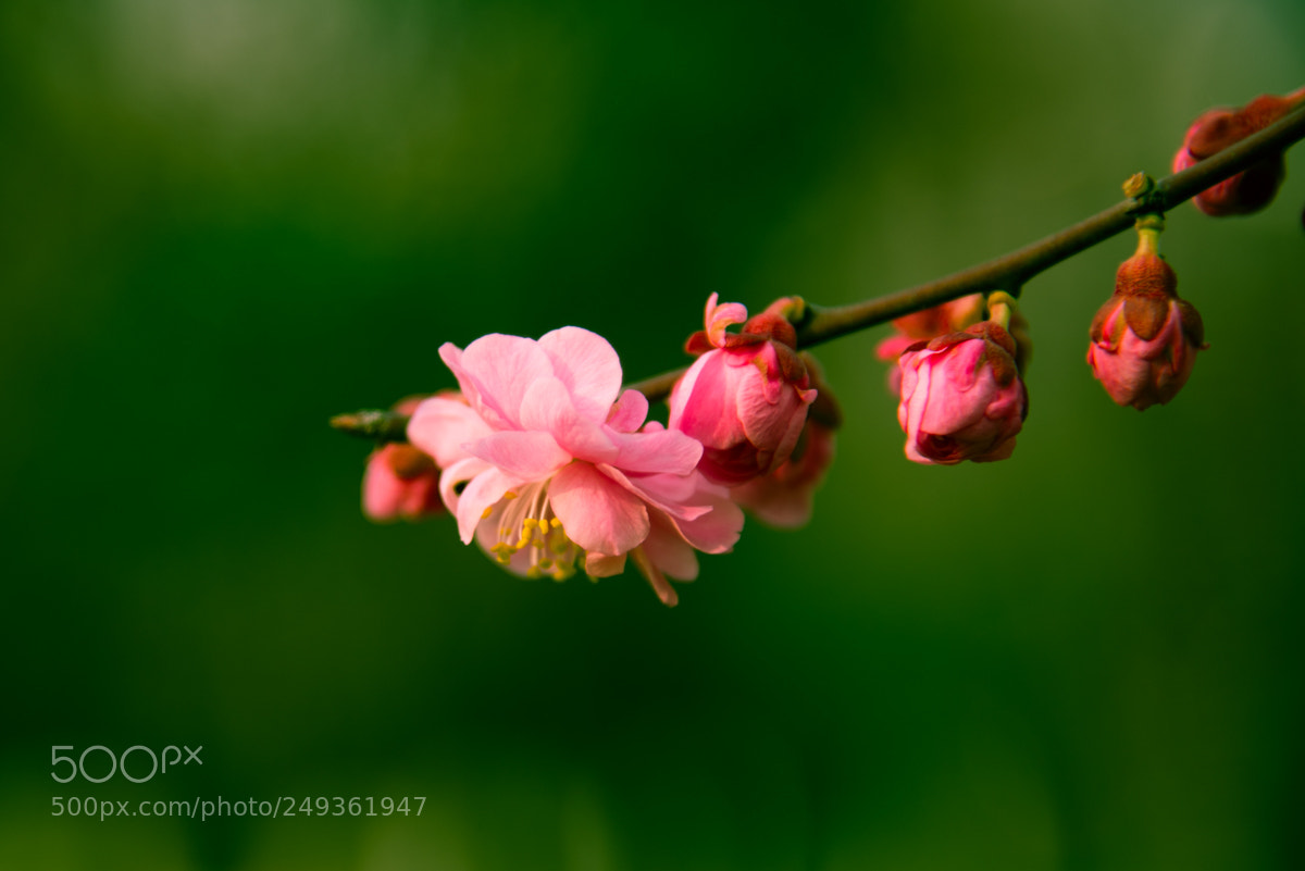 Nikon D810 sample photo. 贴梗海棠chaenomaeles lagenaria photography