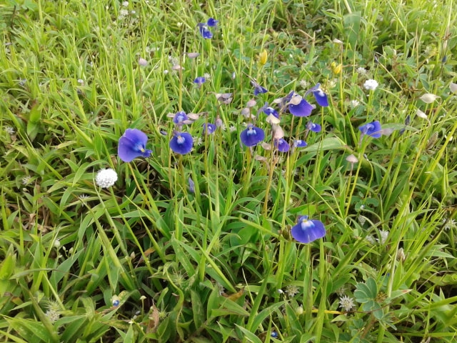 Samsung Galaxy Core sample photo