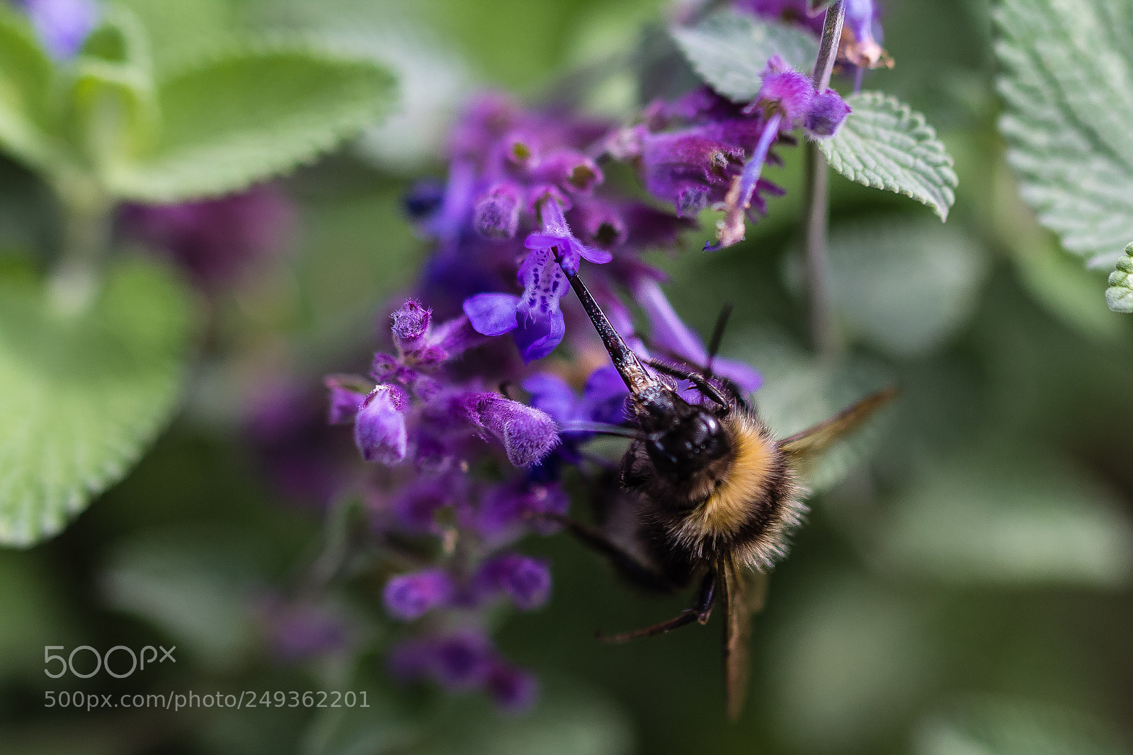 Canon EOS 60D sample photo. Honey bee proboscis photography