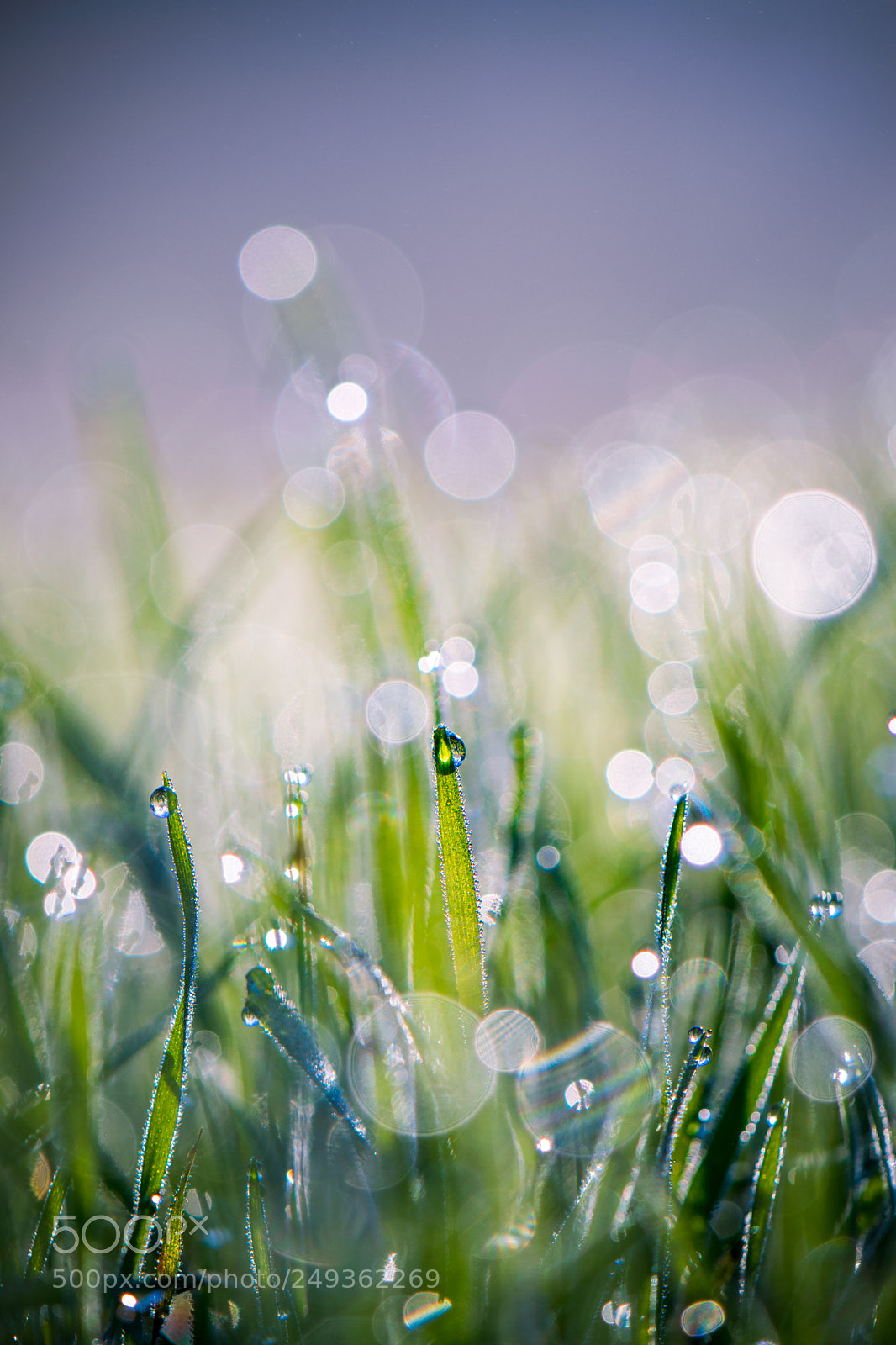 Nikon D3300 sample photo. Grass filled bokeh photography