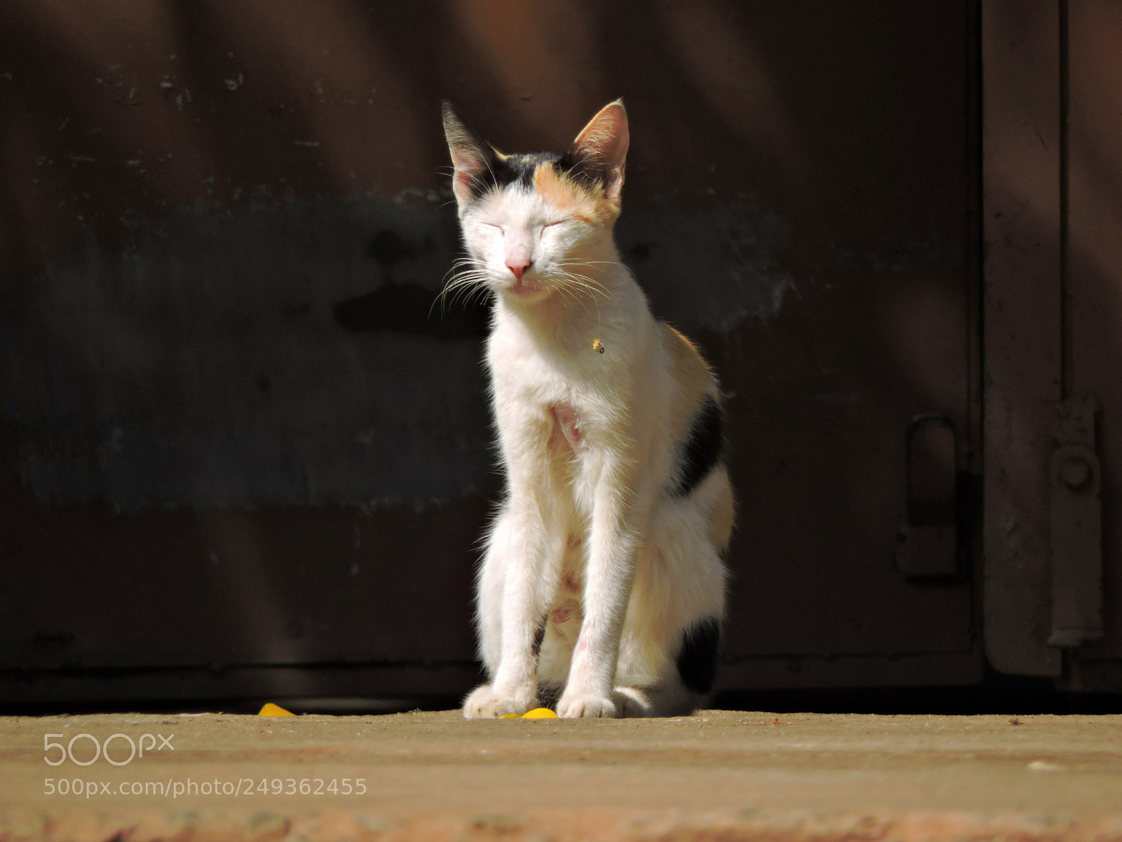 Nikon Coolpix P530 sample photo. Cat in act photography