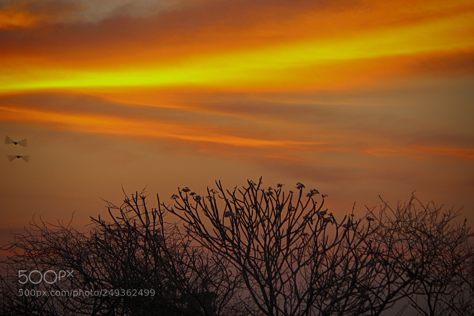Canon EOS 7D Mark II sample photo. Clouds the only bird photography