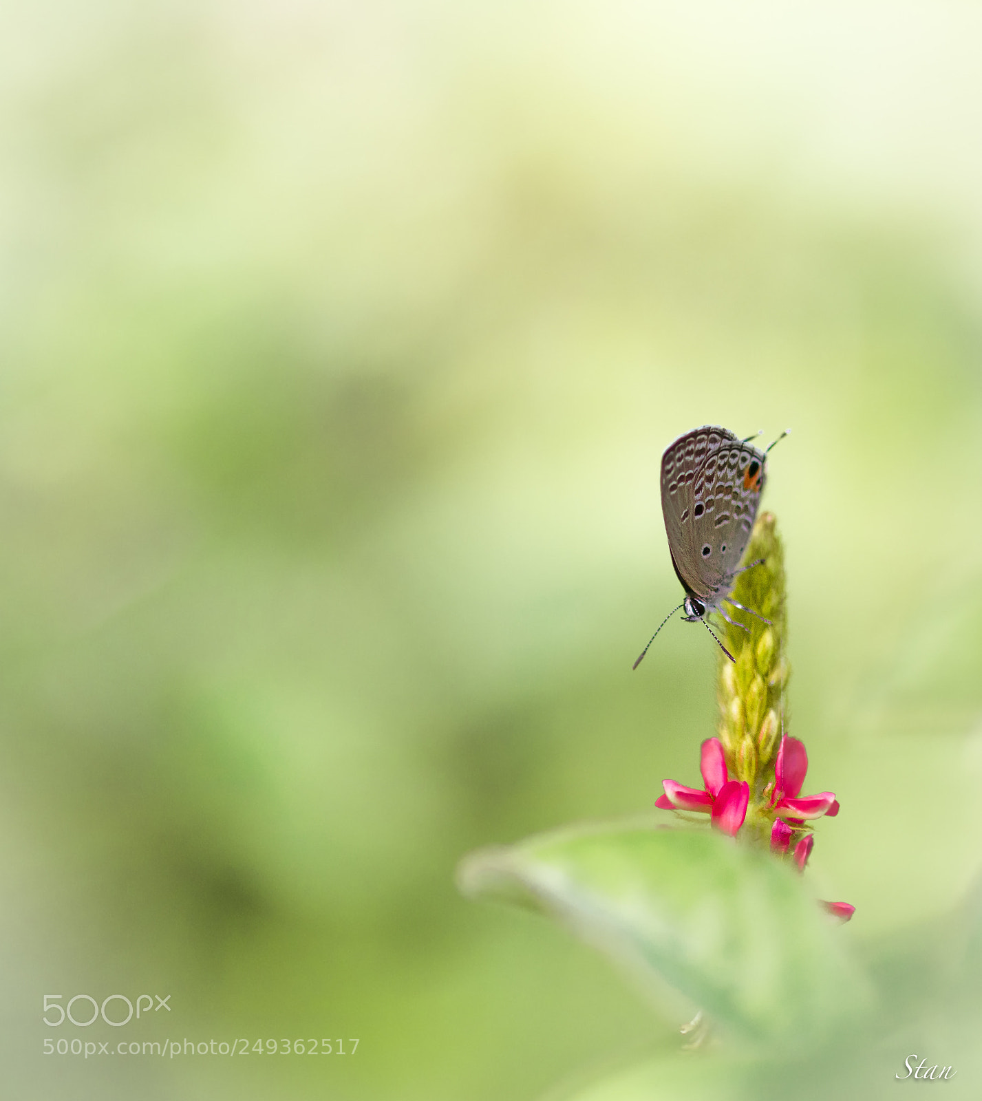 Canon EOS 80D sample photo. Légèreté.azuré photography