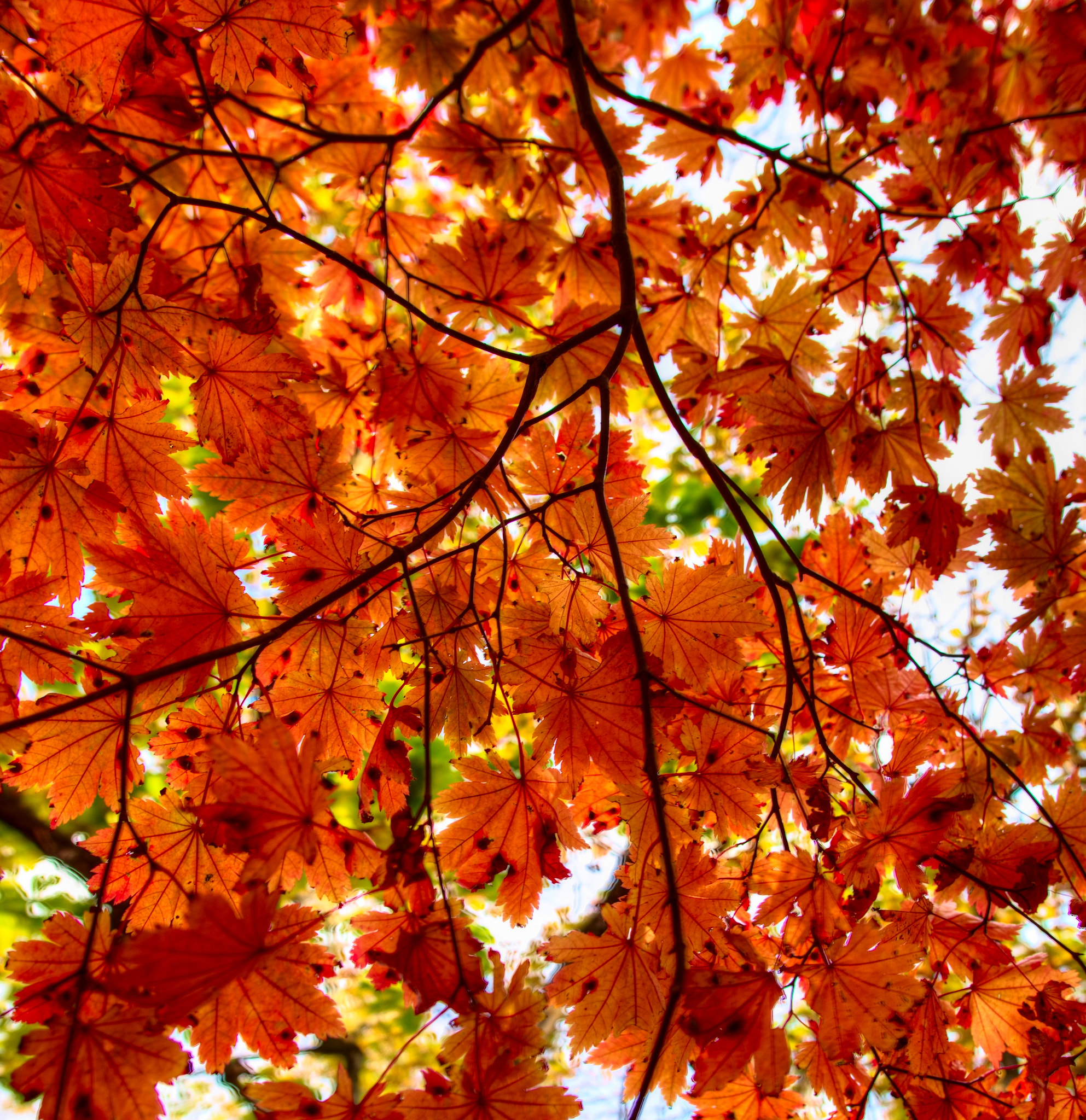 Pentax K-1 + Sigma 20mm F1.8 EX DG Aspherical RF sample photo. Colors of autumn photography