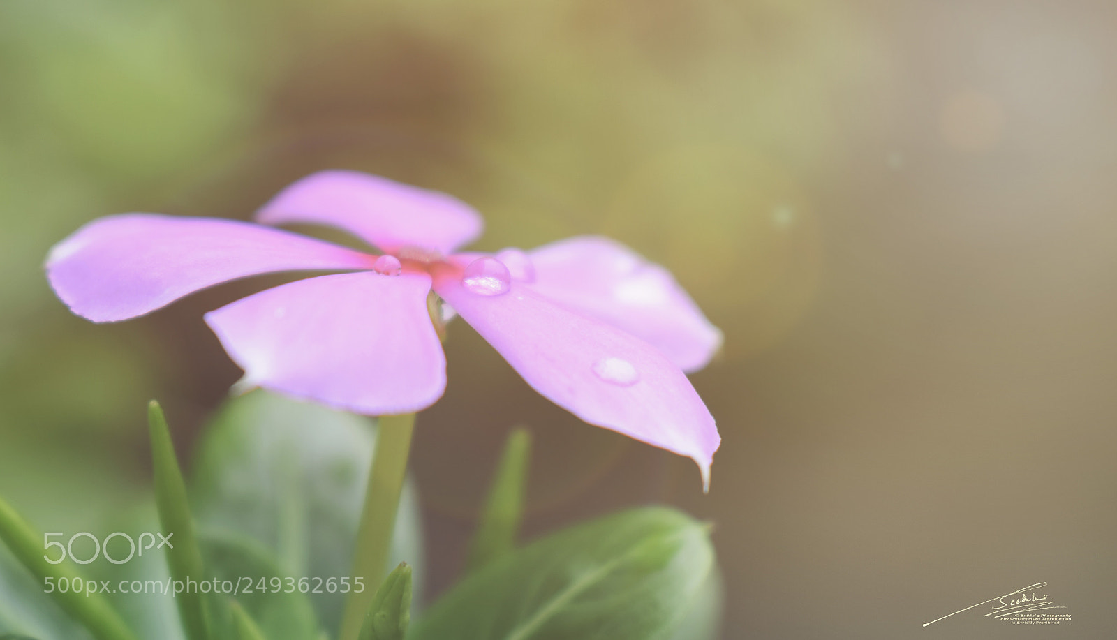 Nikon D5300 sample photo. After the heavenly shower photography