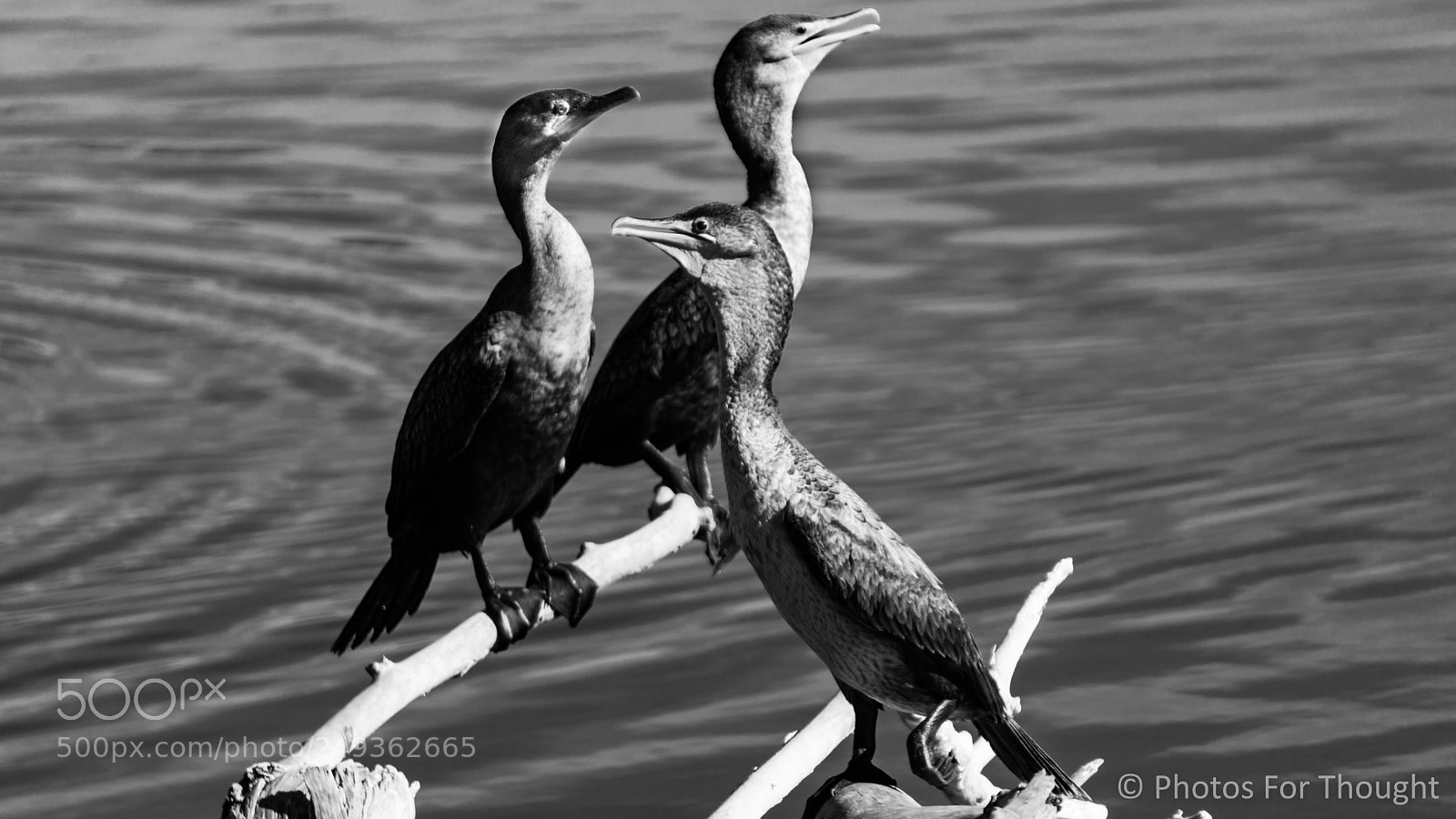 Sony Alpha NEX-5R sample photo. In the sun photography