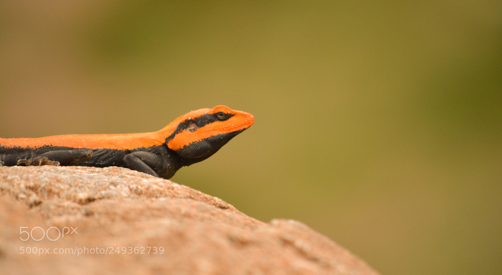 Nikon D5200 sample photo. South indian rock agama photography
