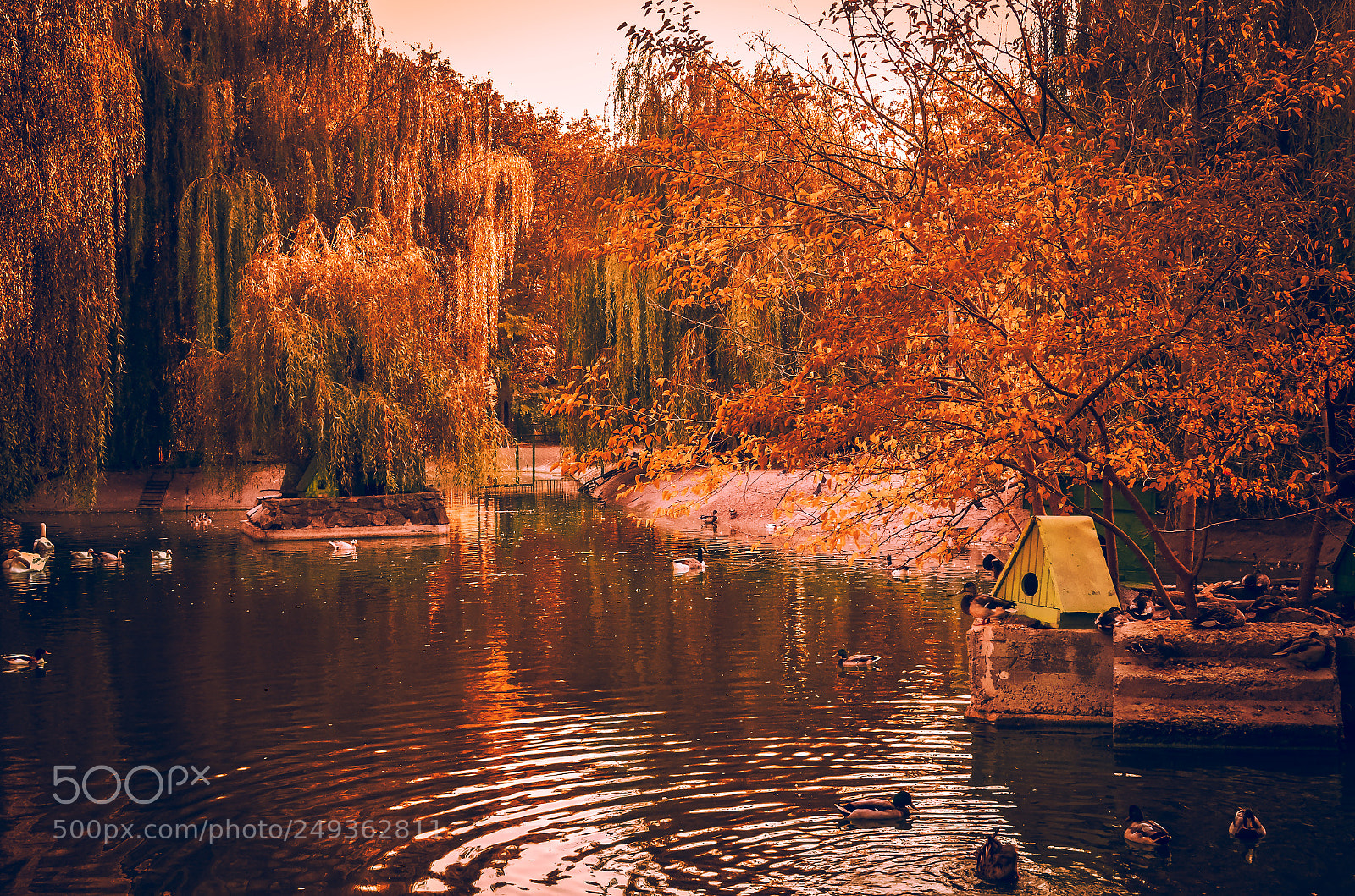 Nikon D7000 sample photo. Duck pond photography