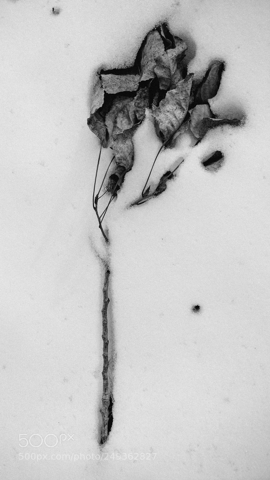 Sony a7 II sample photo. Dead leaf in snow photography