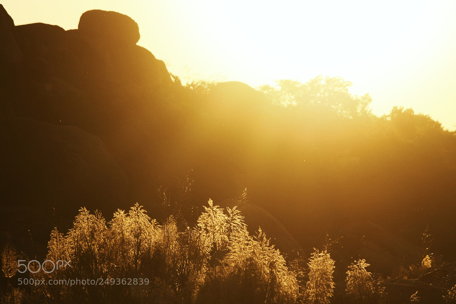 Canon EOS 7D Mark II sample photo. Gold photography