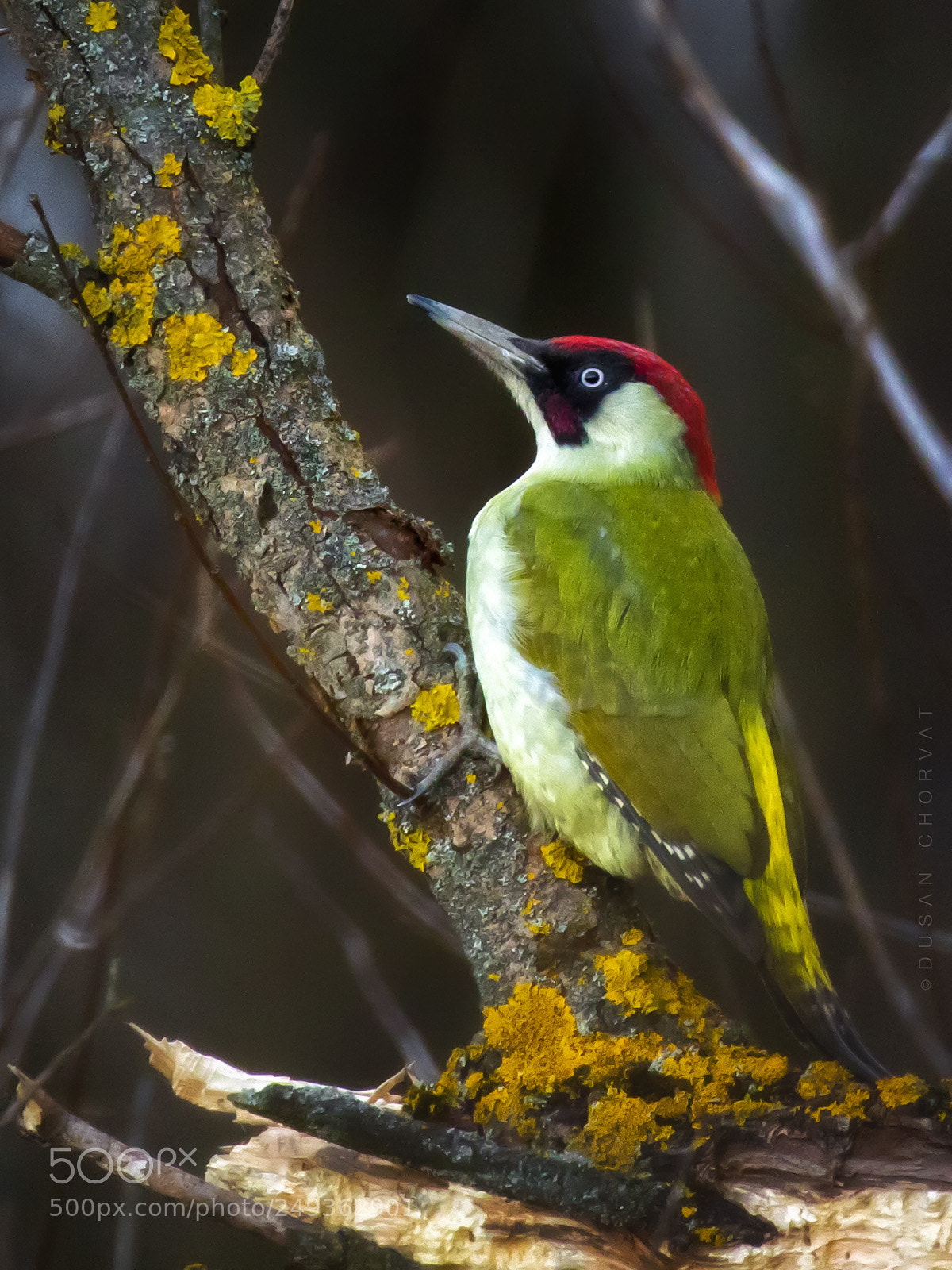 Canon EOS 7D Mark II sample photo. Green woodpecker photography