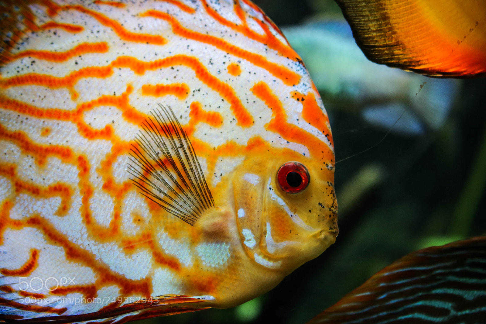 Canon EOS 750D (EOS Rebel T6i / EOS Kiss X8i) sample photo. Fish photography