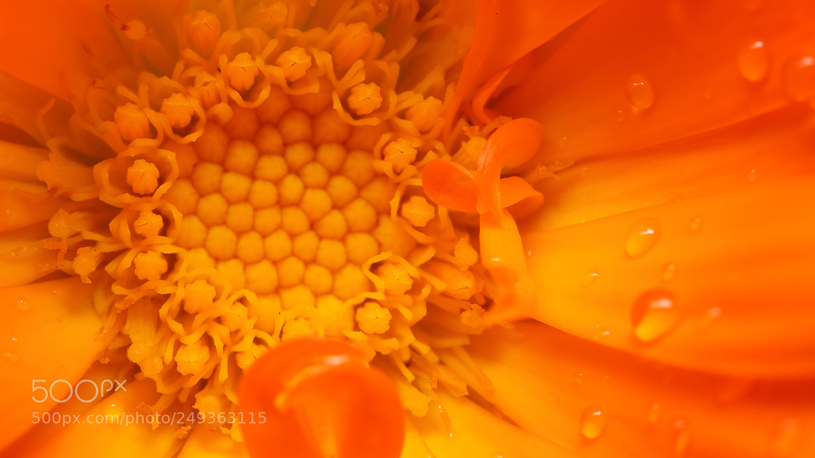 Canon EOS 550D (EOS Rebel T2i / EOS Kiss X4) sample photo. Flower upclose macro photography