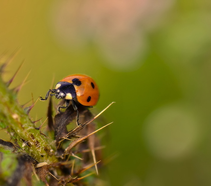 Nikon AF-S Micro-Nikkor 105mm F2.8G IF-ED VR sample photo. *** photography