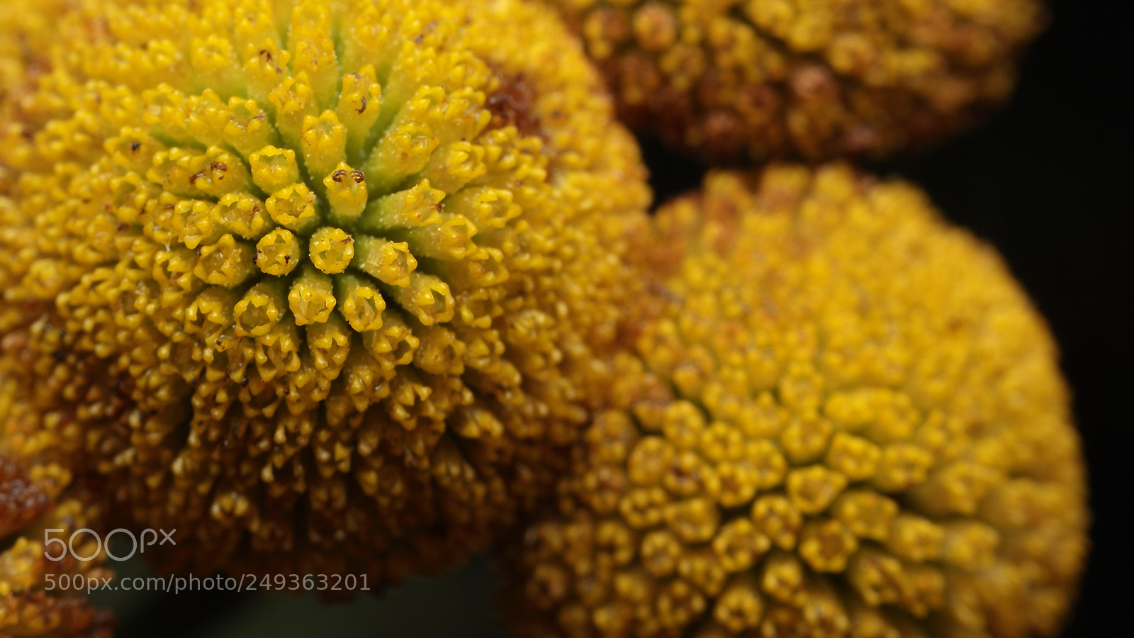 Canon EOS 550D (EOS Rebel T2i / EOS Kiss X4) sample photo. Flower upclose macro photography