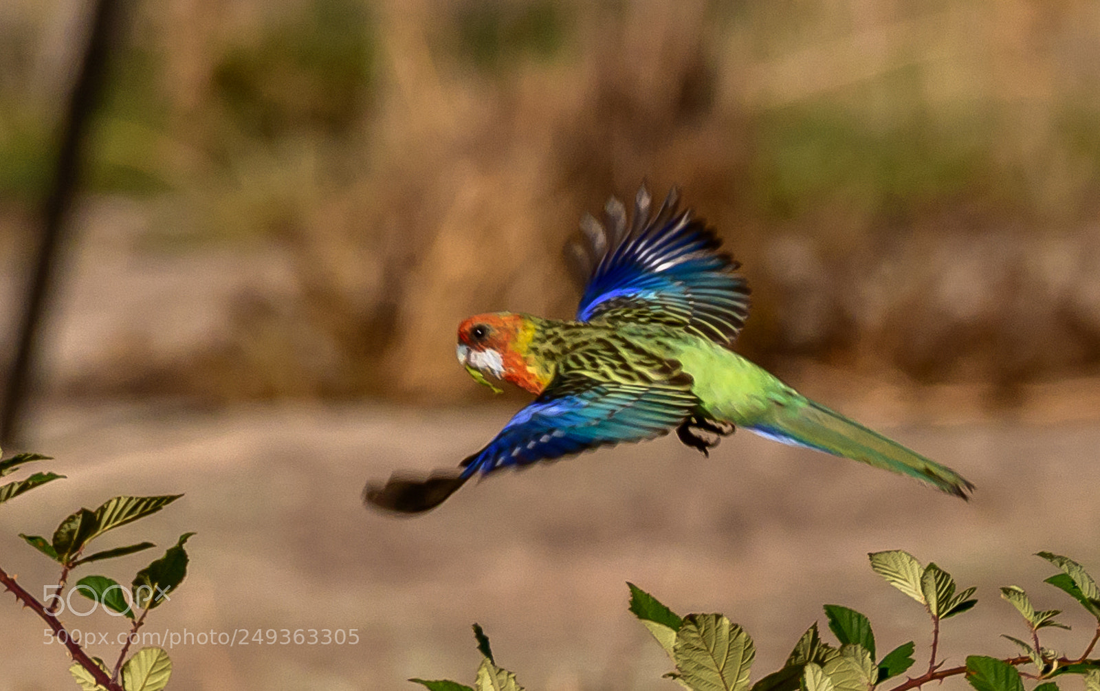 Nikon D7500 sample photo. Eastern rosella in flight photography