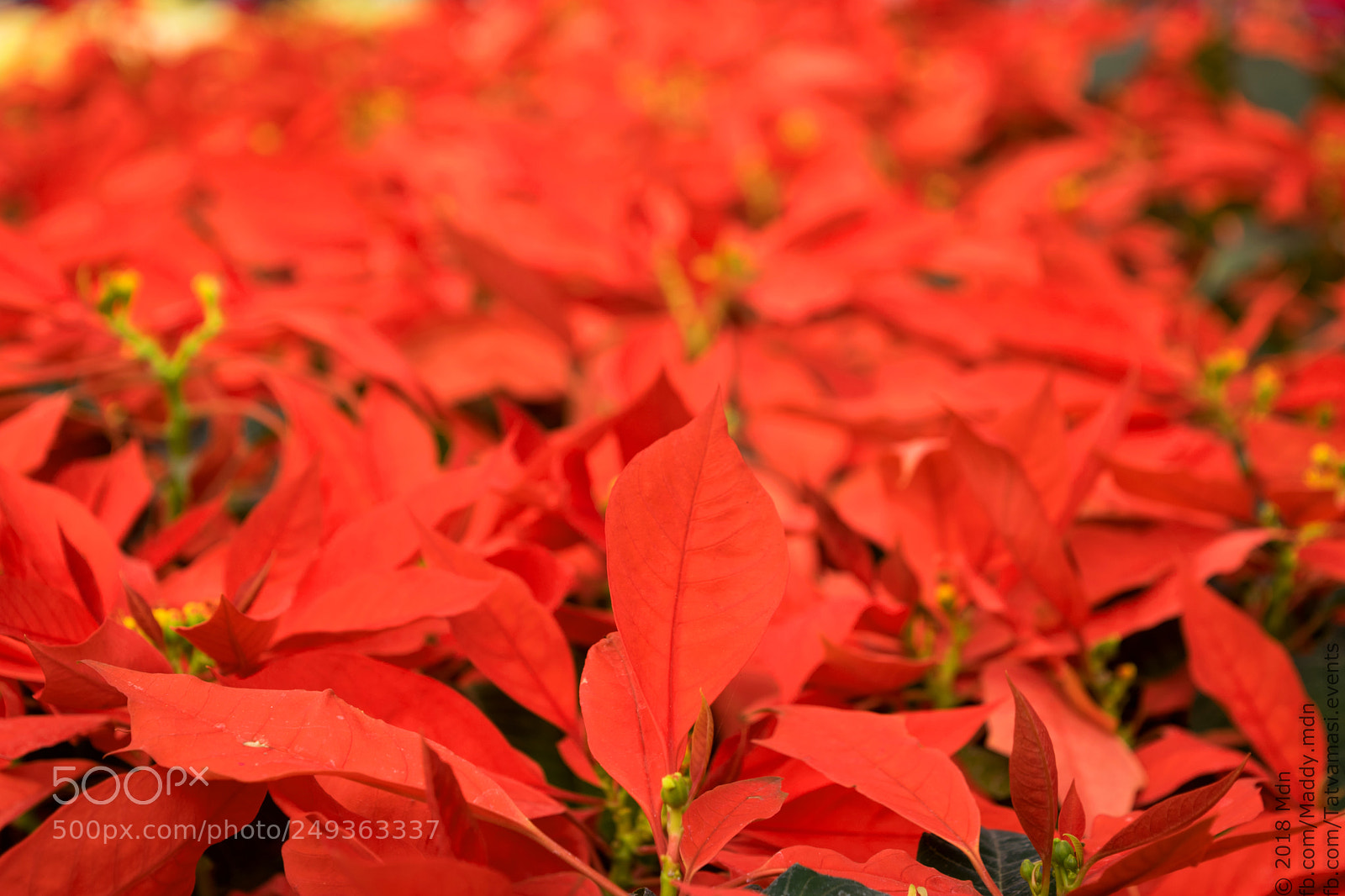 Nikon D3300 sample photo. Poinsettia photography