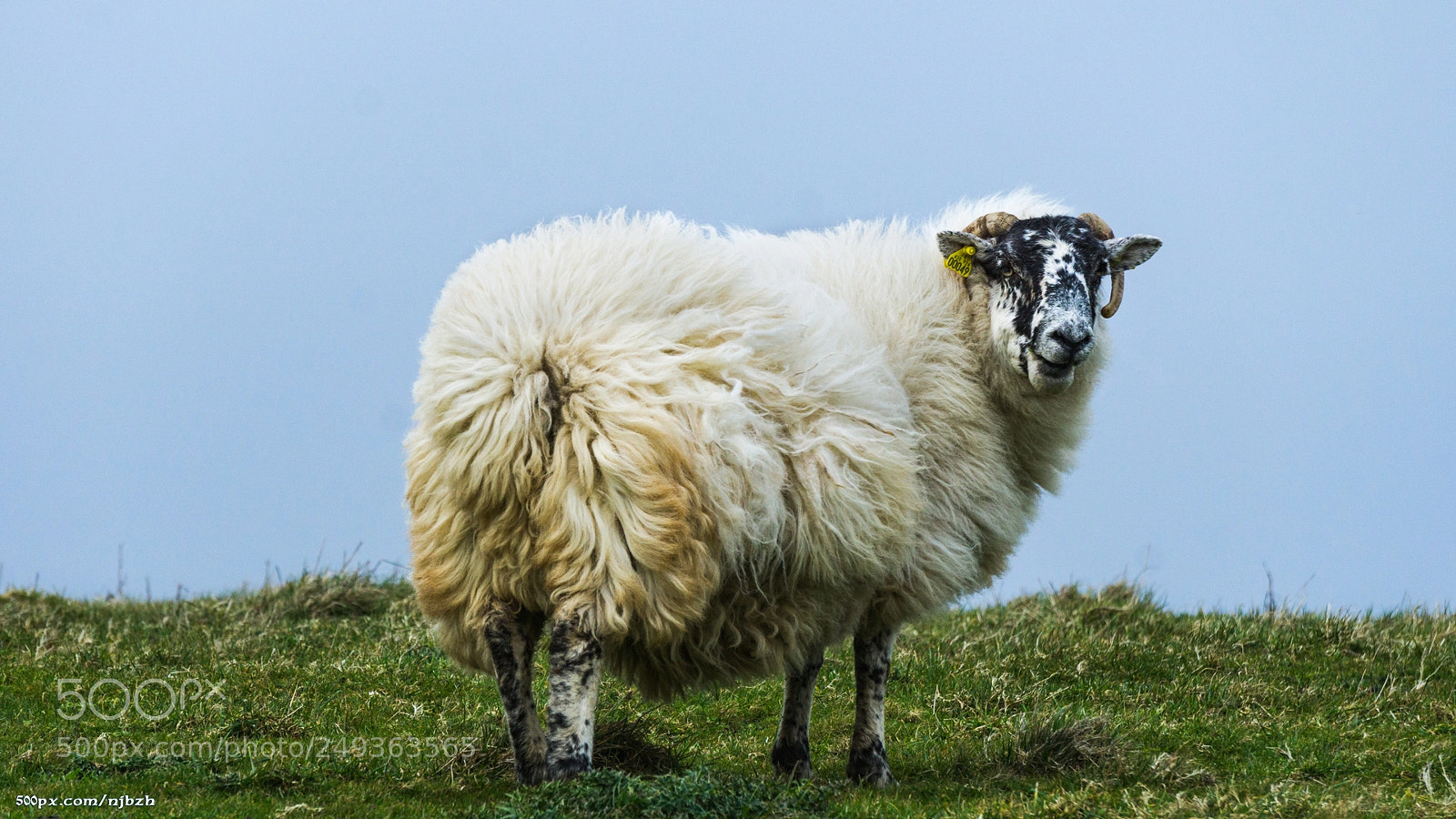 Sony a6000 sample photo. Aries from brittany ! photography