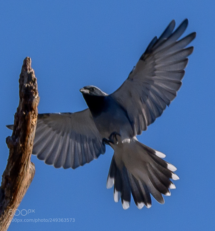Nikon D7500 sample photo. Black-faced cuckoo-shrike photography