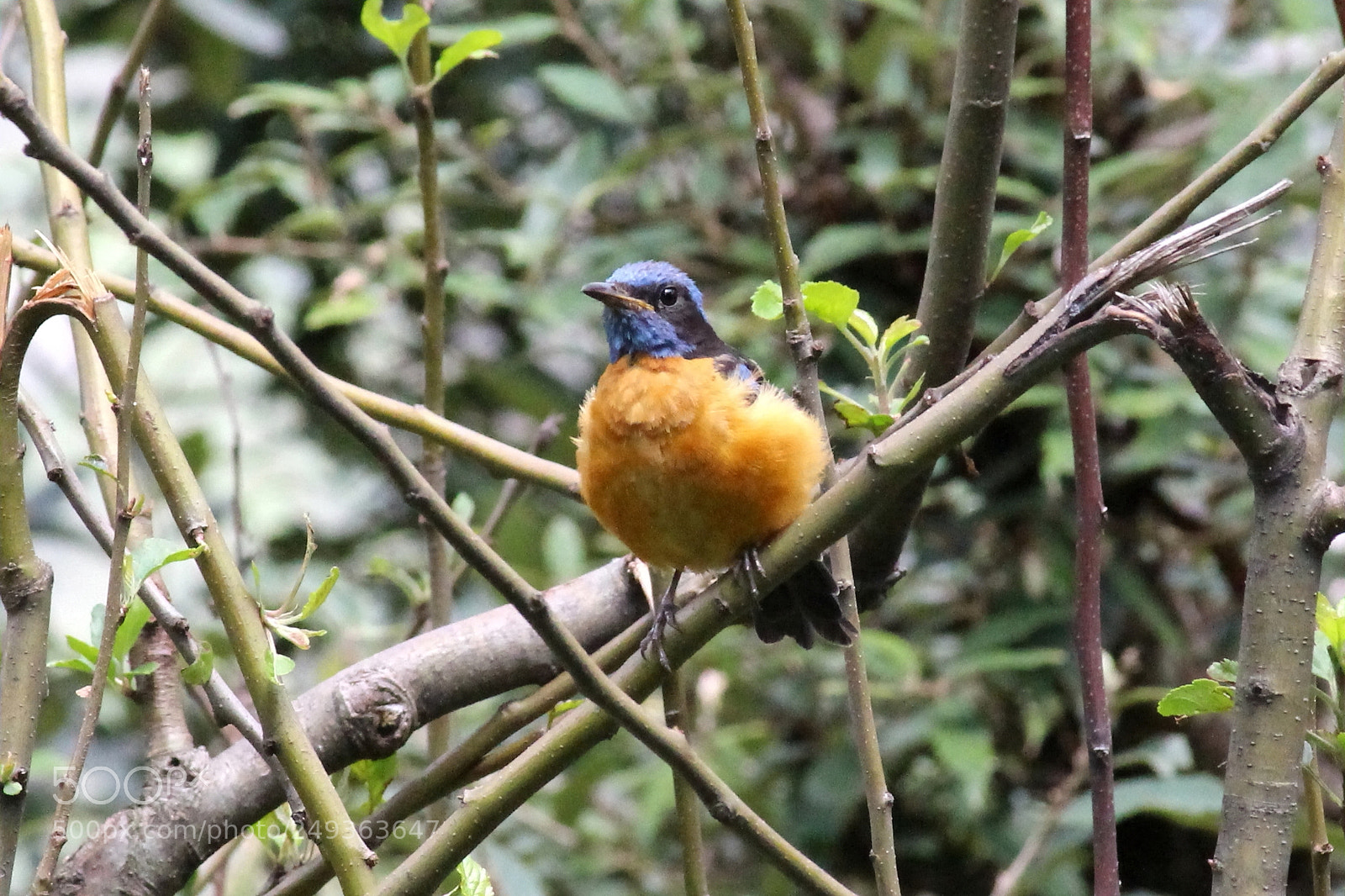 Canon EF-S 55-250mm F4-5.6 IS II sample photo. Blue headed rock thrush photography