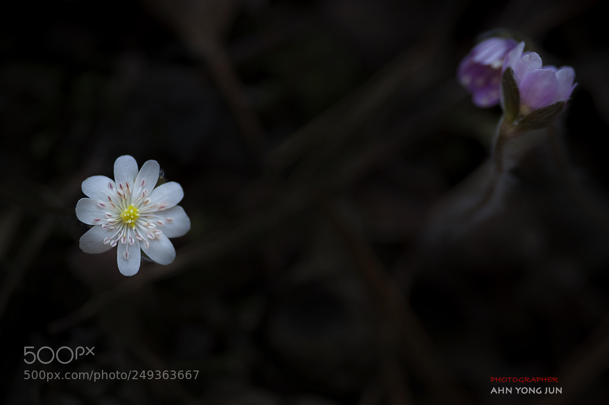 Nikon D3 sample photo. Wild flower series white photography