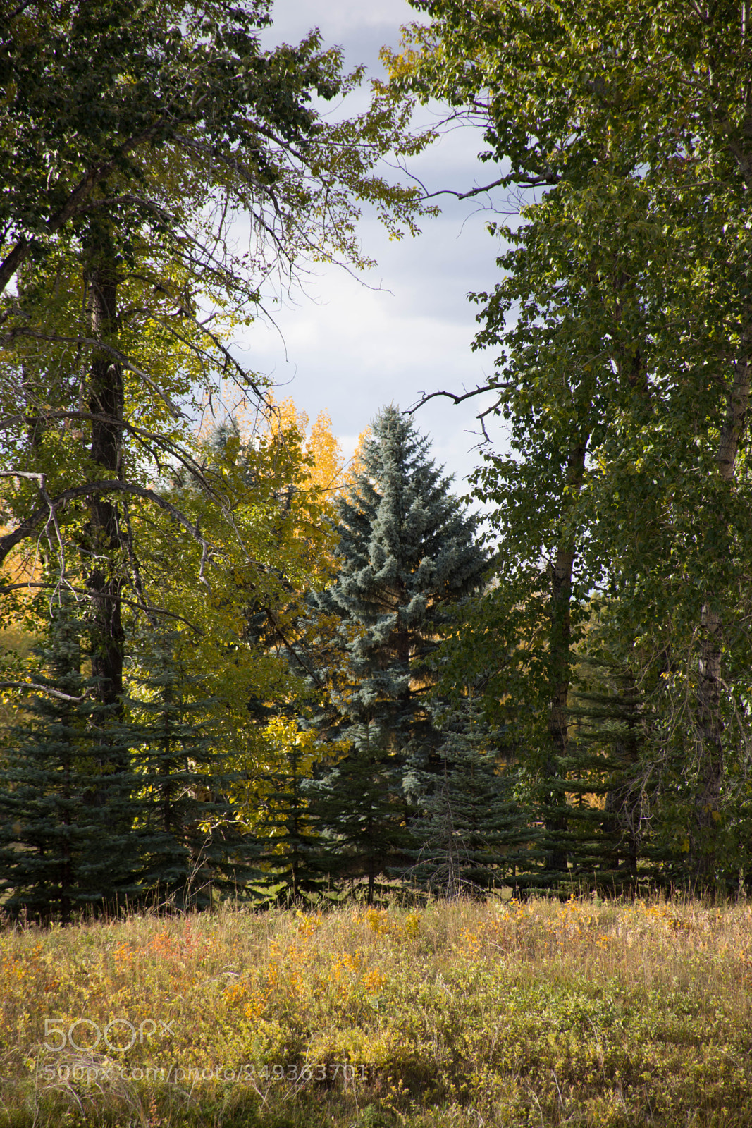 Nikon D7200 sample photo. Carburn photography