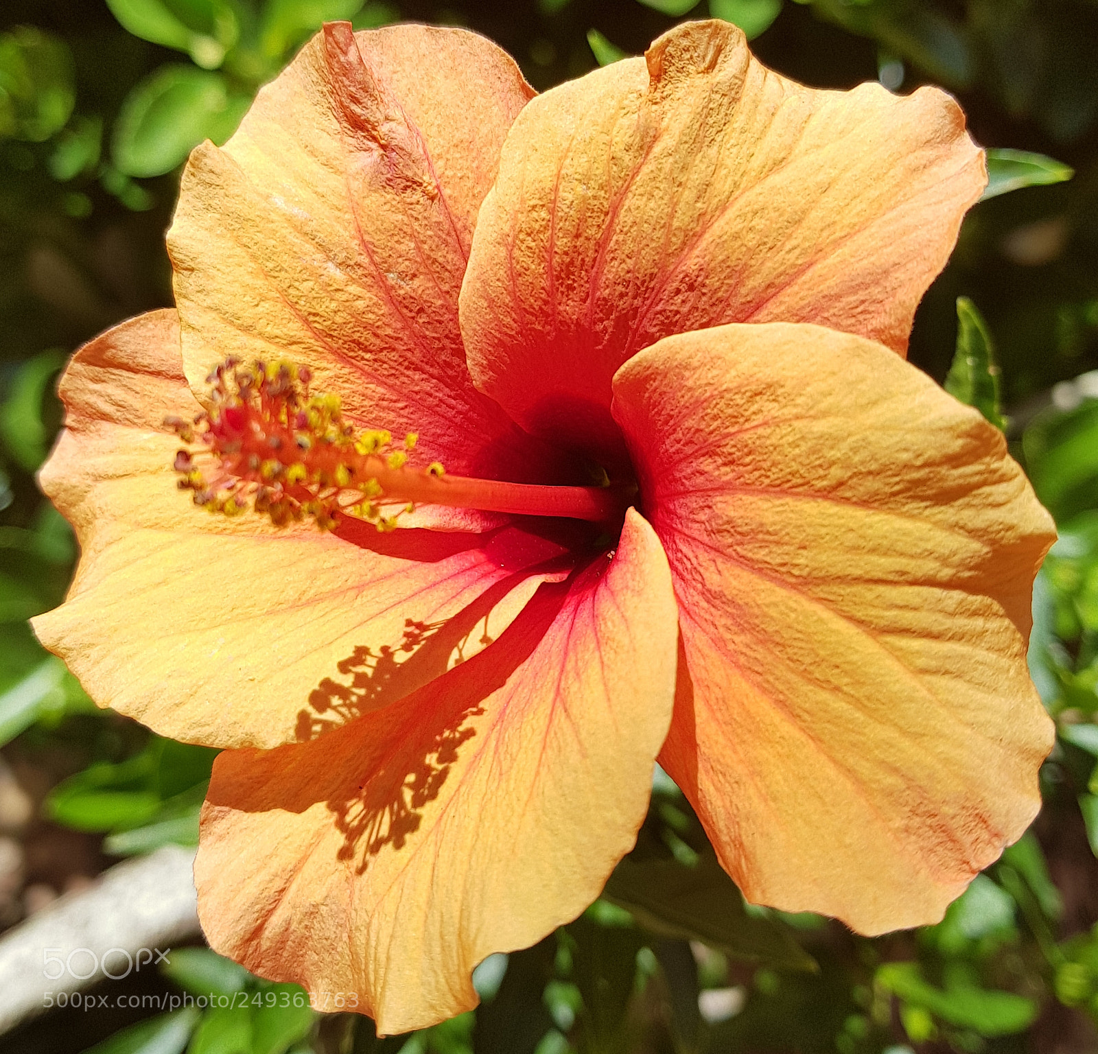 Samsung Galaxy S8+ sample photo. Hibiscus photography