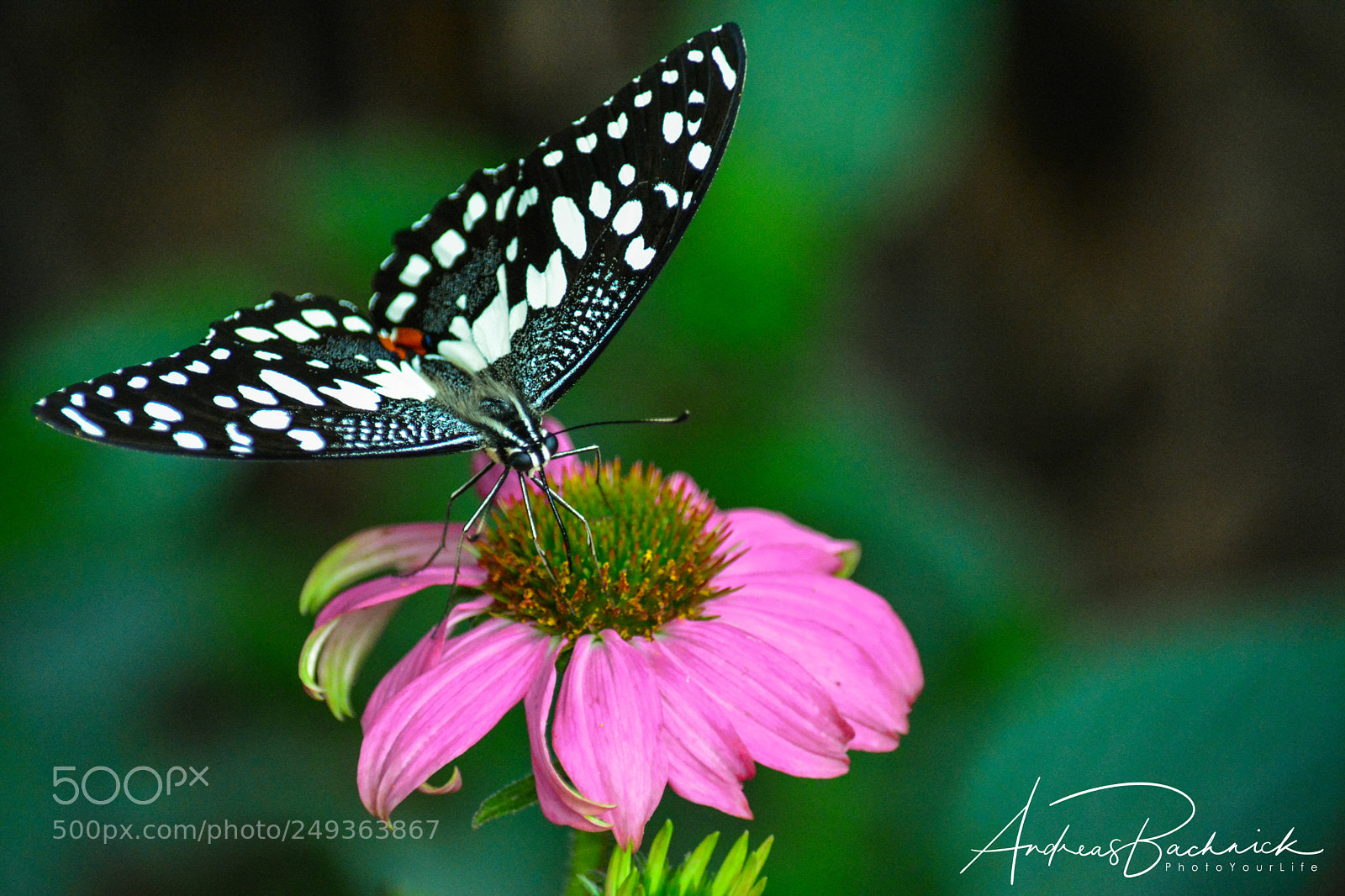 Nikon D5200 sample photo. The landing spot photography