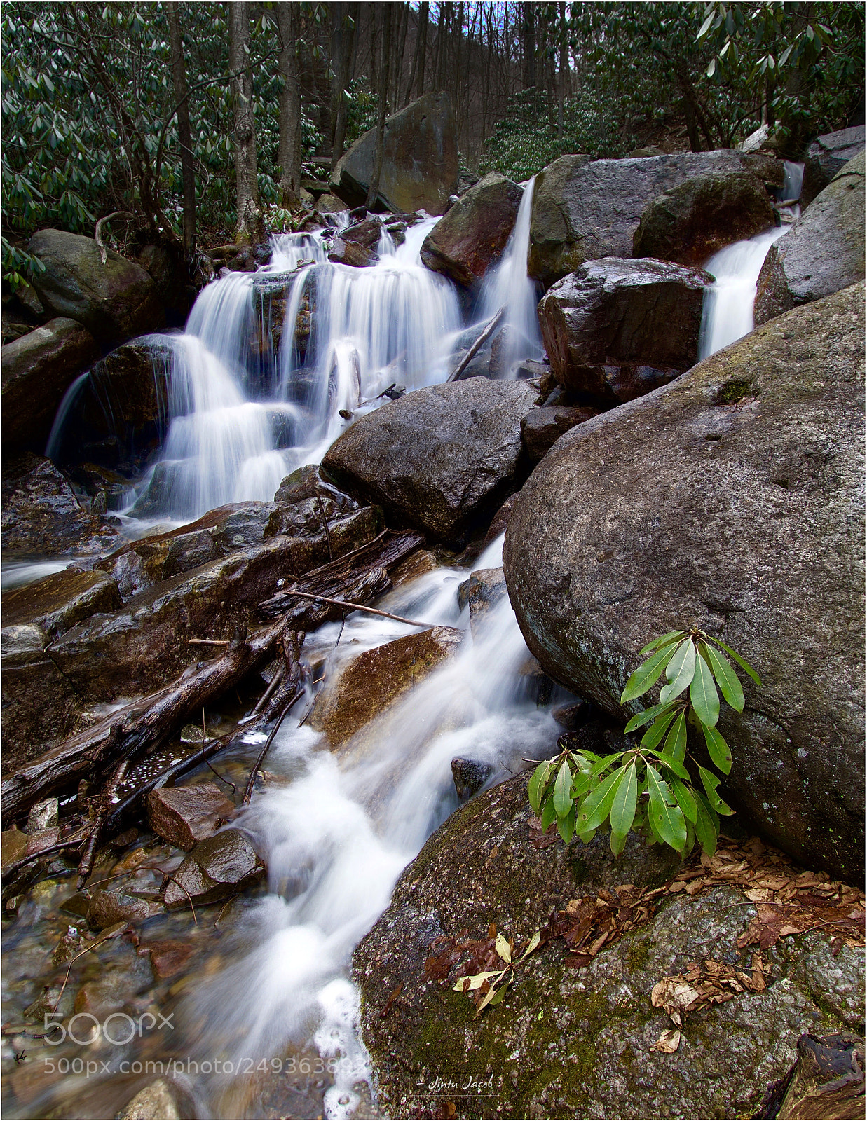 Nikon D500 sample photo. Born in the creek photography