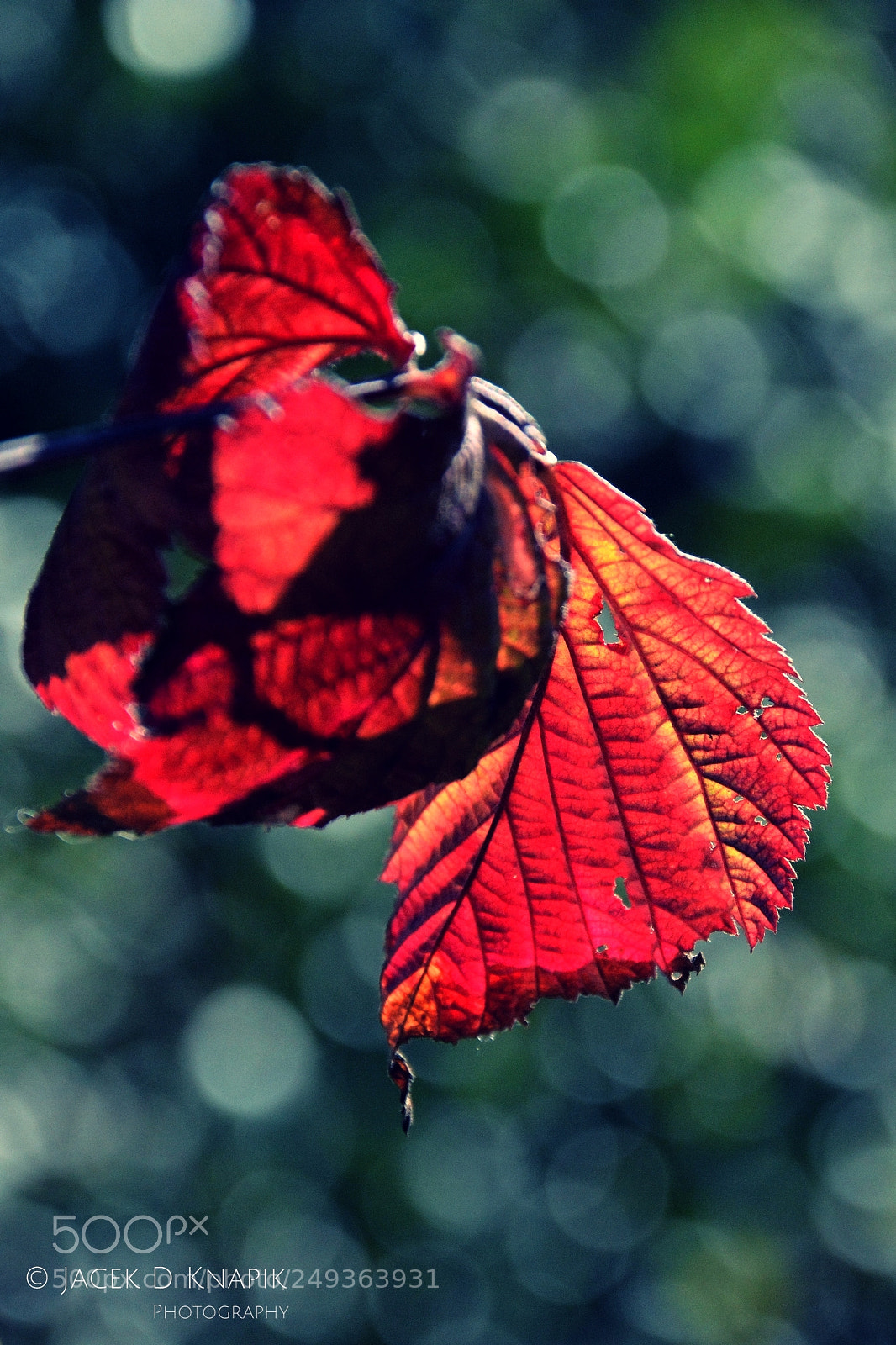 Nikon D7100 sample photo. G photography