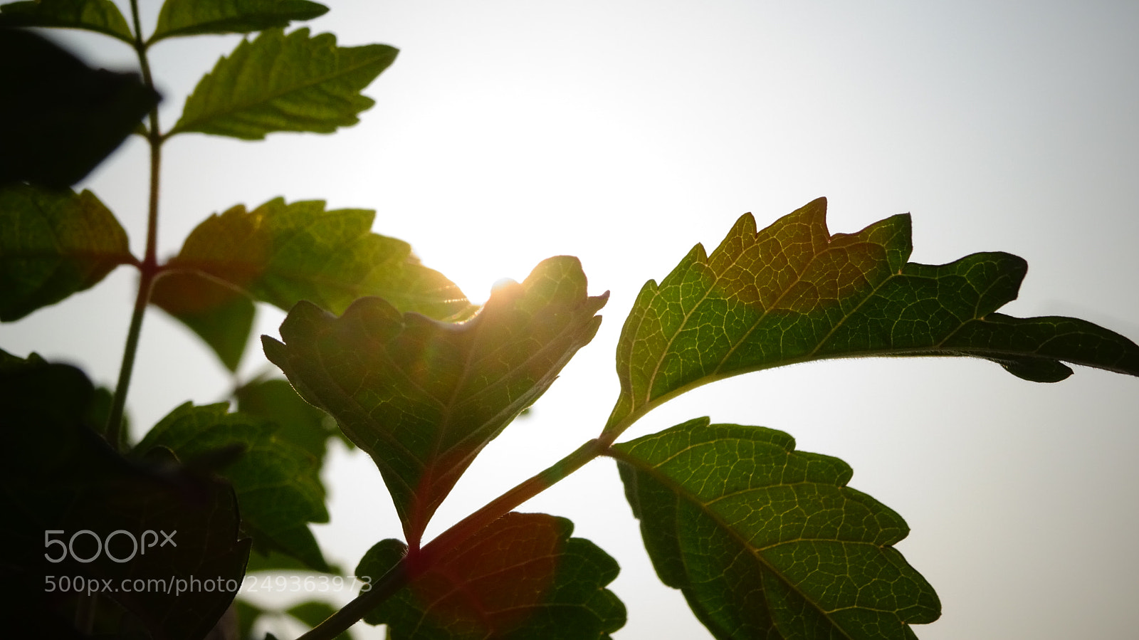 Sony Cyber-shot DSC-WX350 sample photo. Leaves photography
