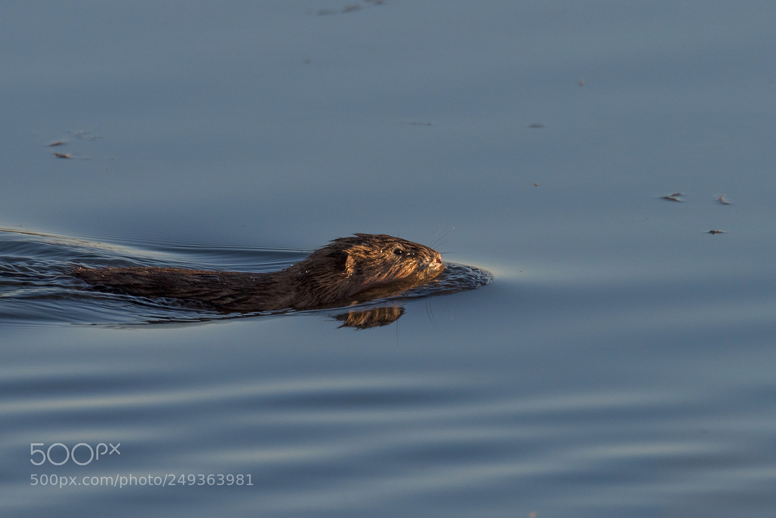 Nikon D810 sample photo. A photography