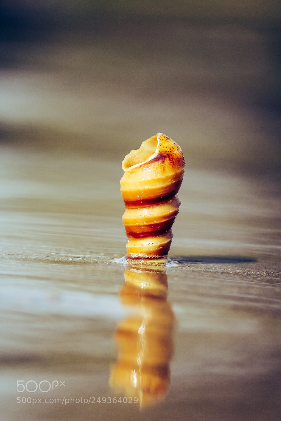 Canon EOS 750D (EOS Rebel T6i / EOS Kiss X8i) sample photo. Every seashell has a photography