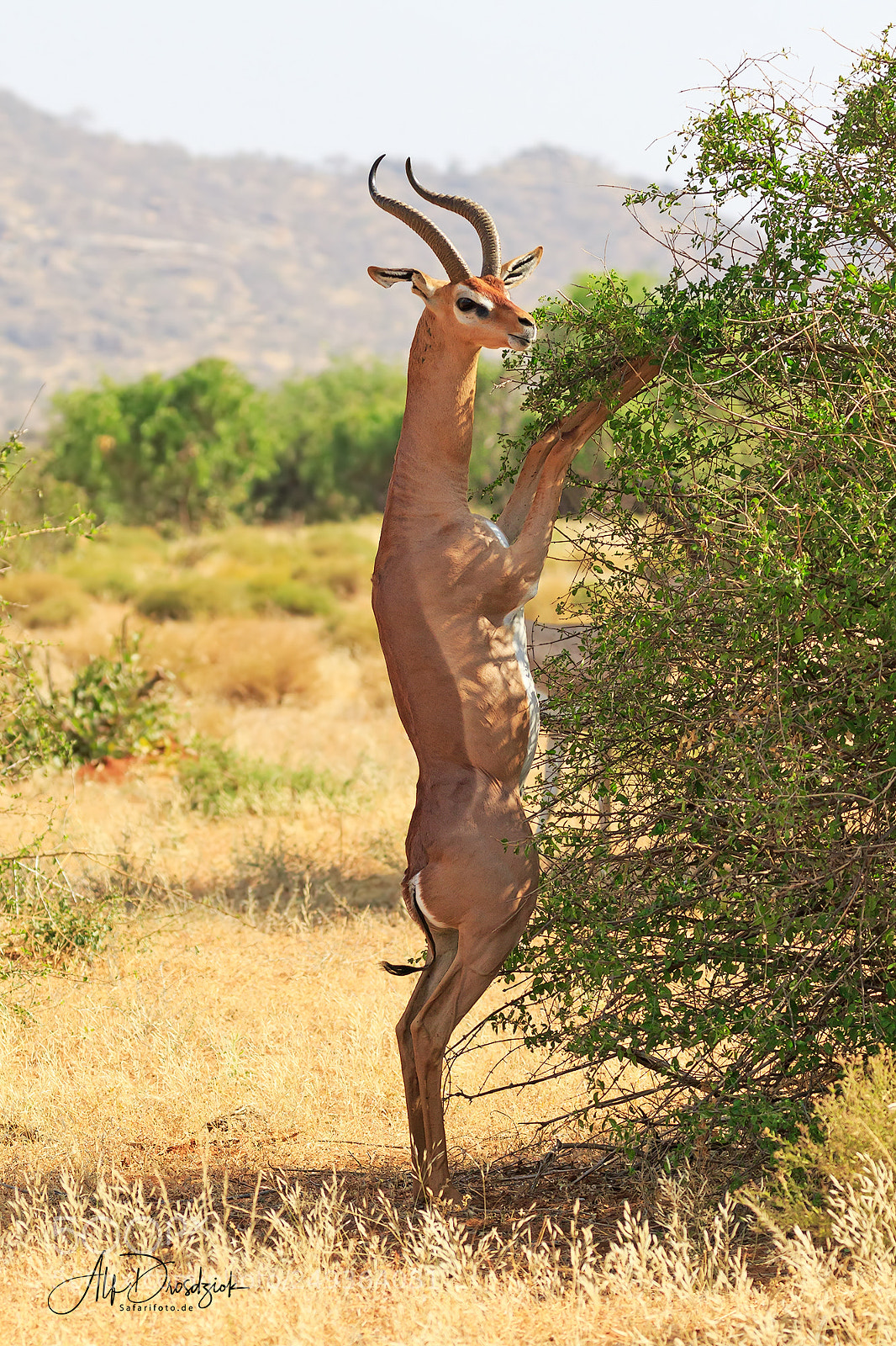 Canon EOS 7D Mark II sample photo. Gerenuk - giraffengazelle photography