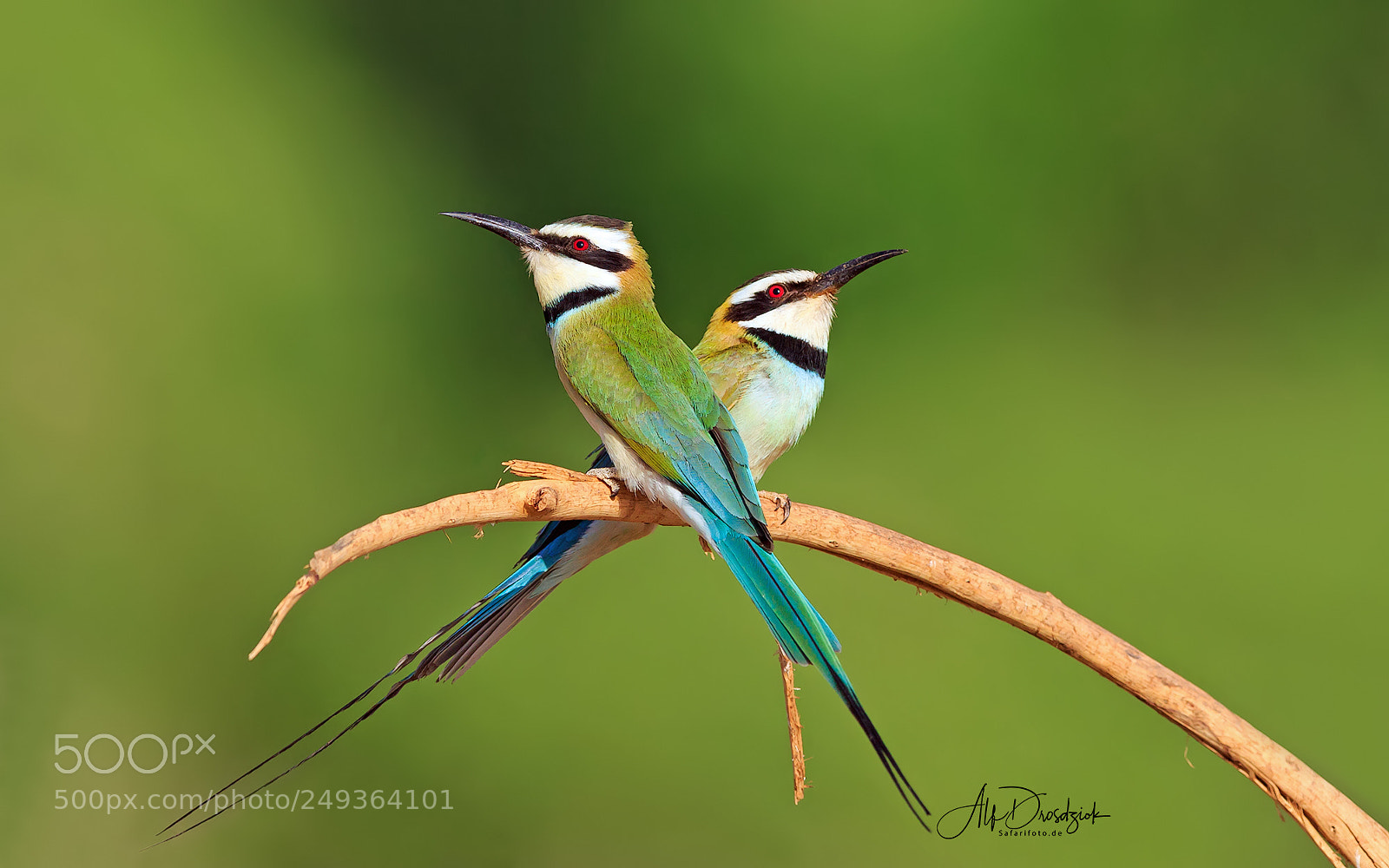 Canon EOS 7D Mark II sample photo. A pair of bee-eater photography
